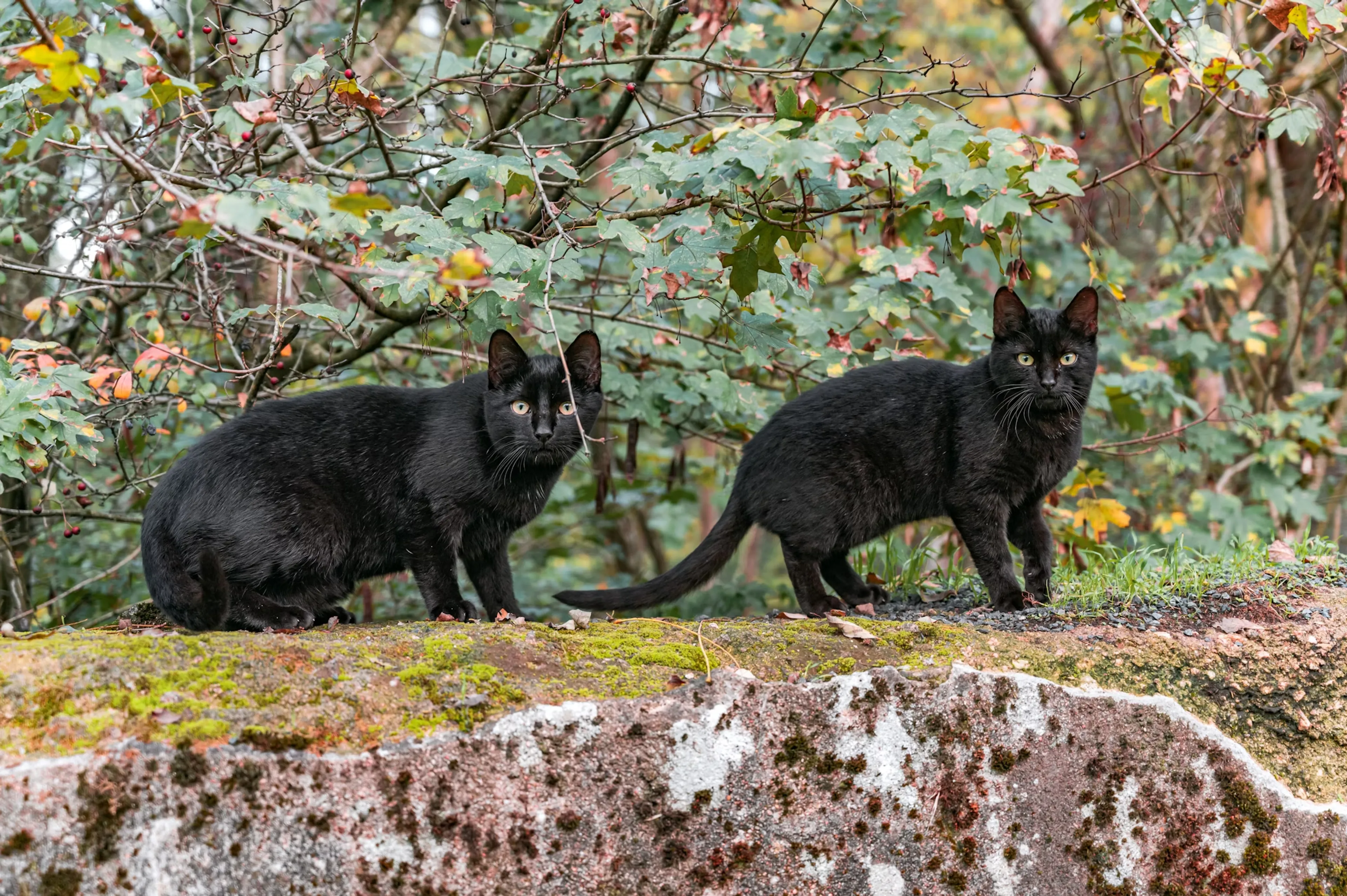 Geen ongeluk, maar korting voor mensen met zwarte kater op Halloween 