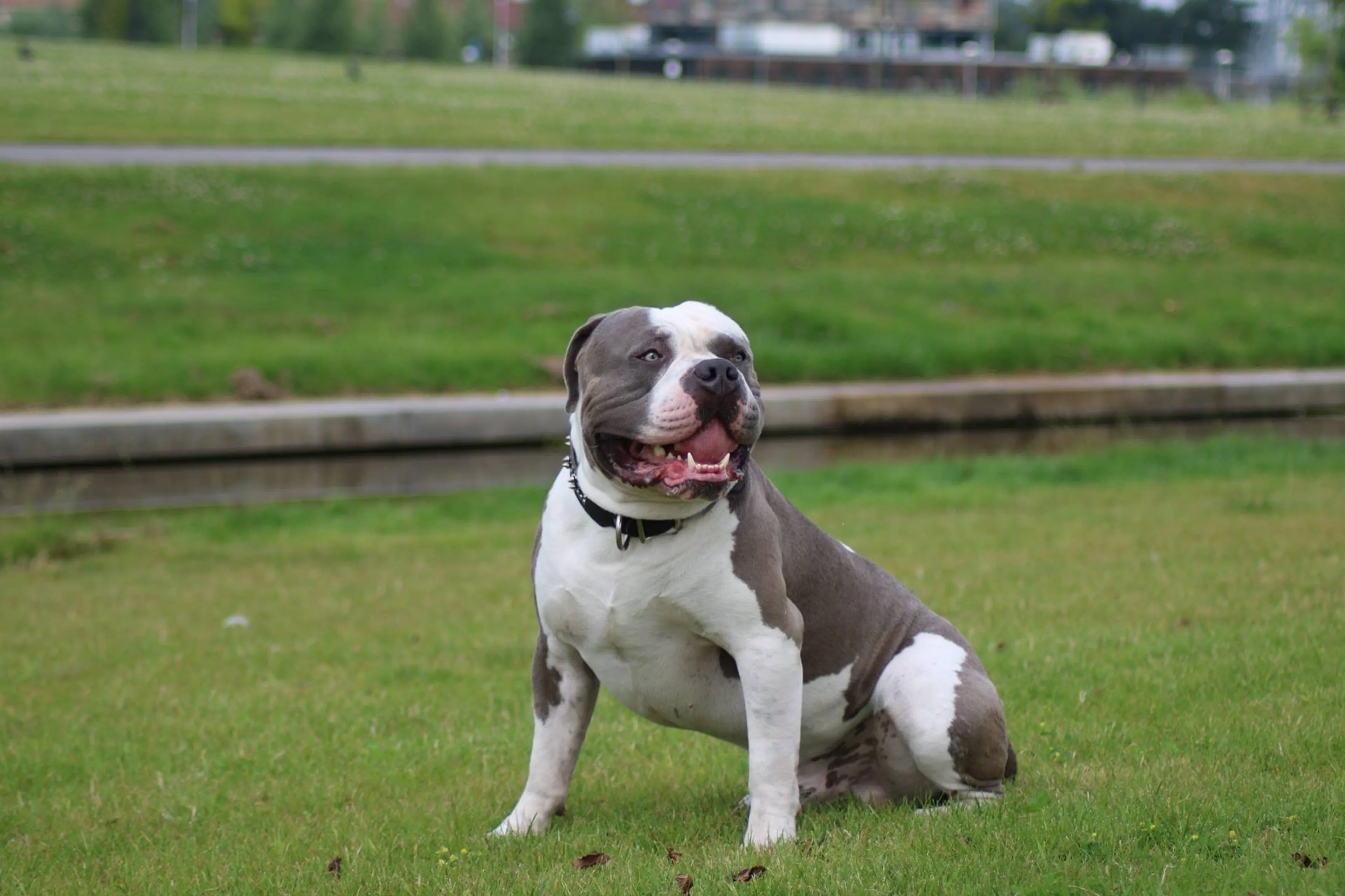 Baasje van in beslag genomen hond Mr. Bigg na vermoedelijke mishandeling: 'Ik zou hem nooit wat aandoen'