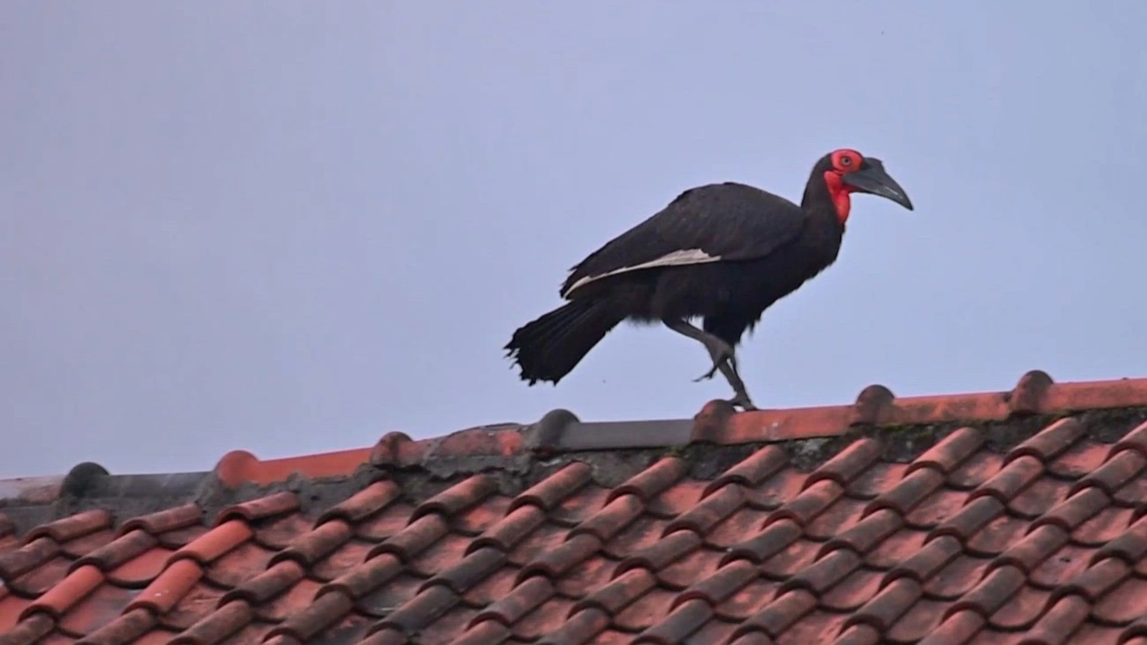 Vreemde vogel op het dak: dier ontsnapte uit vogelpark en vermaakt zich prima