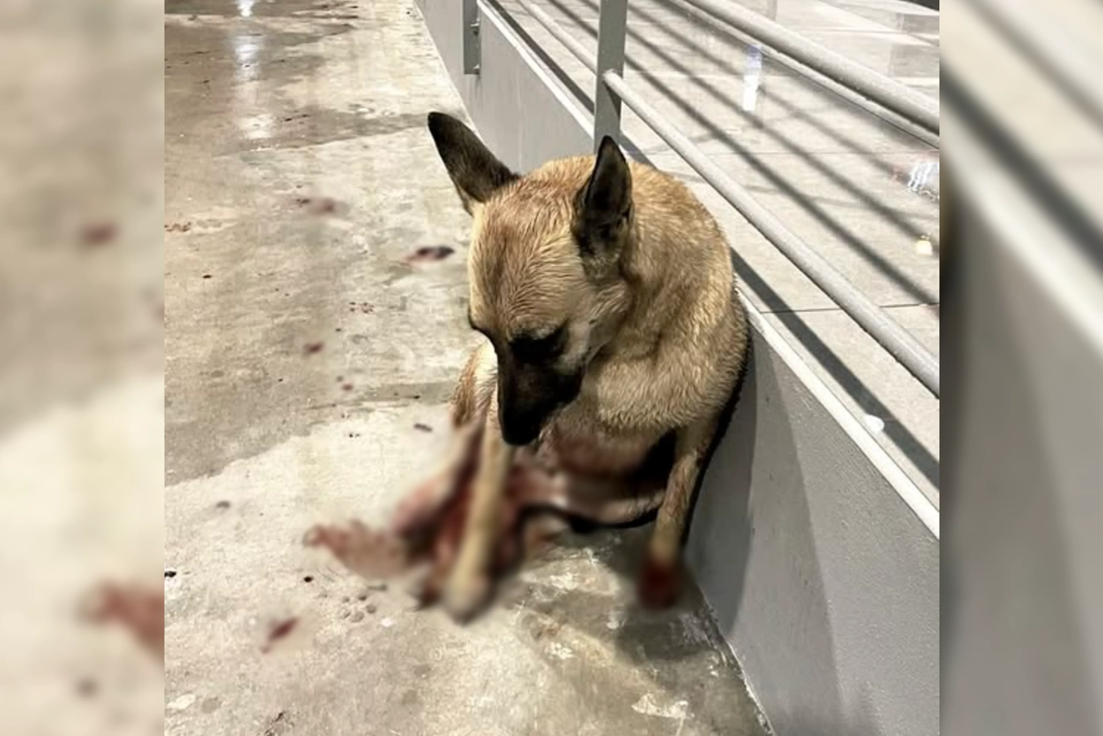 Nederlanders bejubeld door Grieken na redden aangereden hond in Griekenland