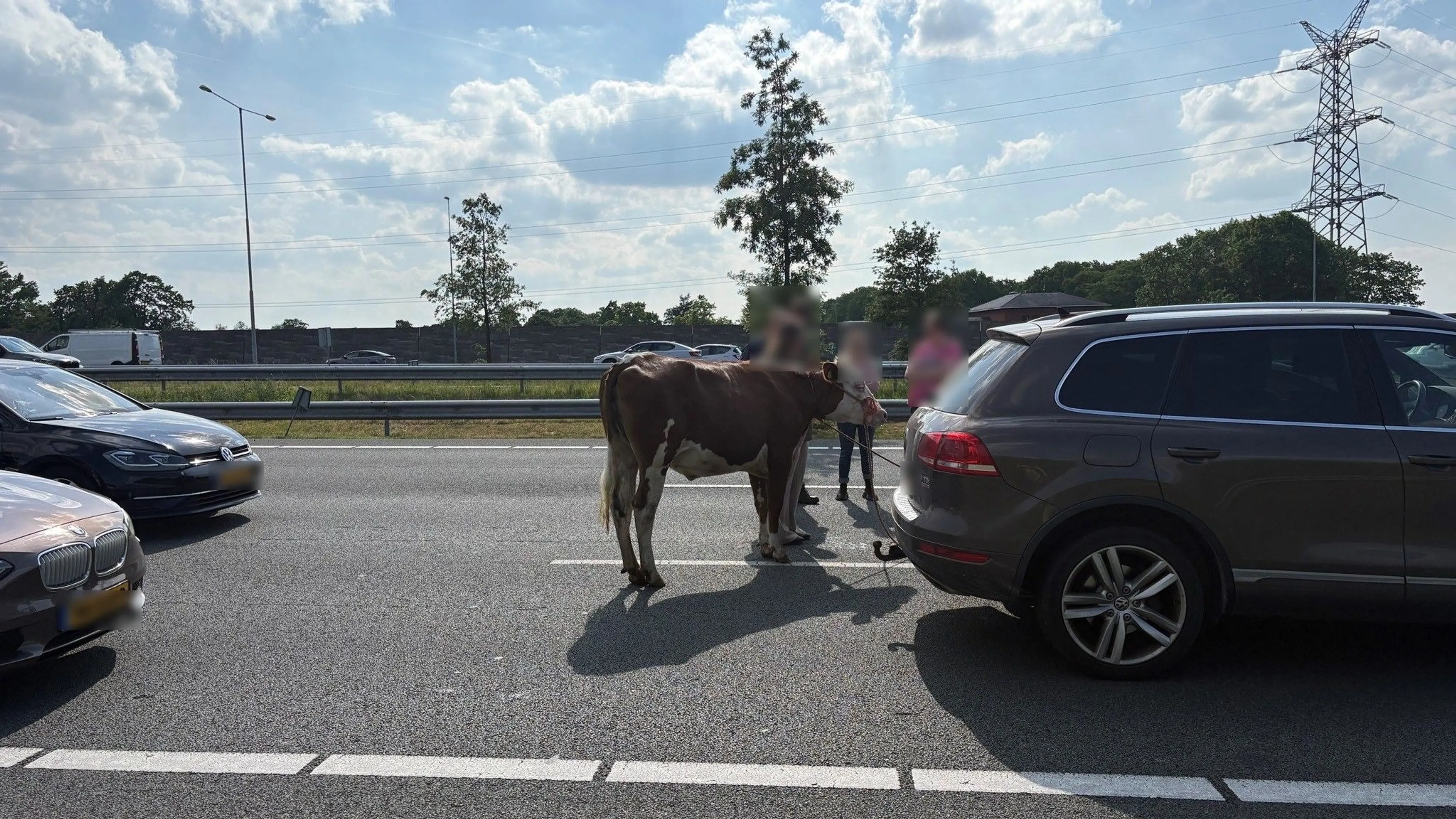 Loslopende koe zorgt voor chaos op A2