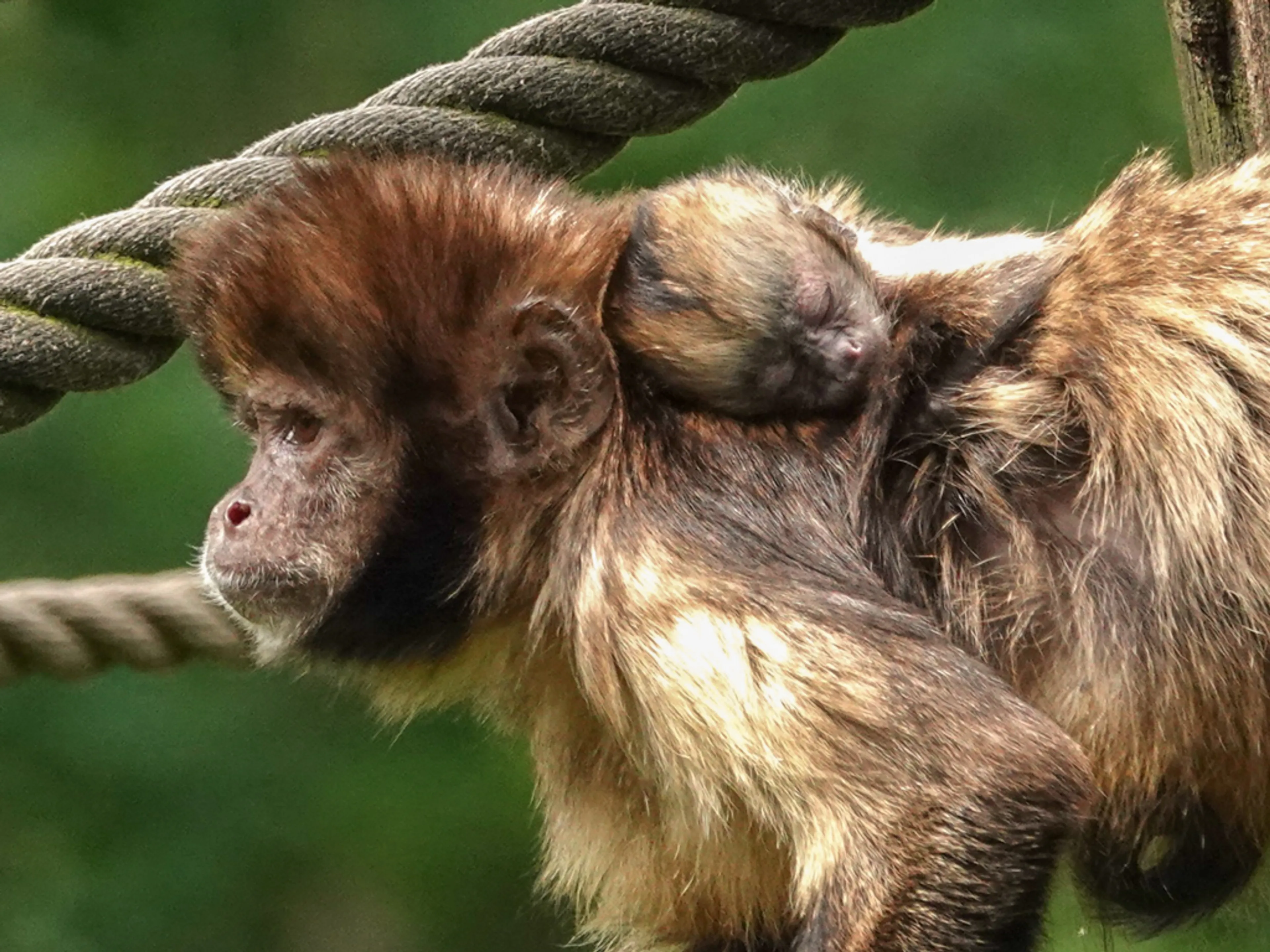 Lief! Geelborstkapucijnaapje geboren in DierenPark Amersfoort