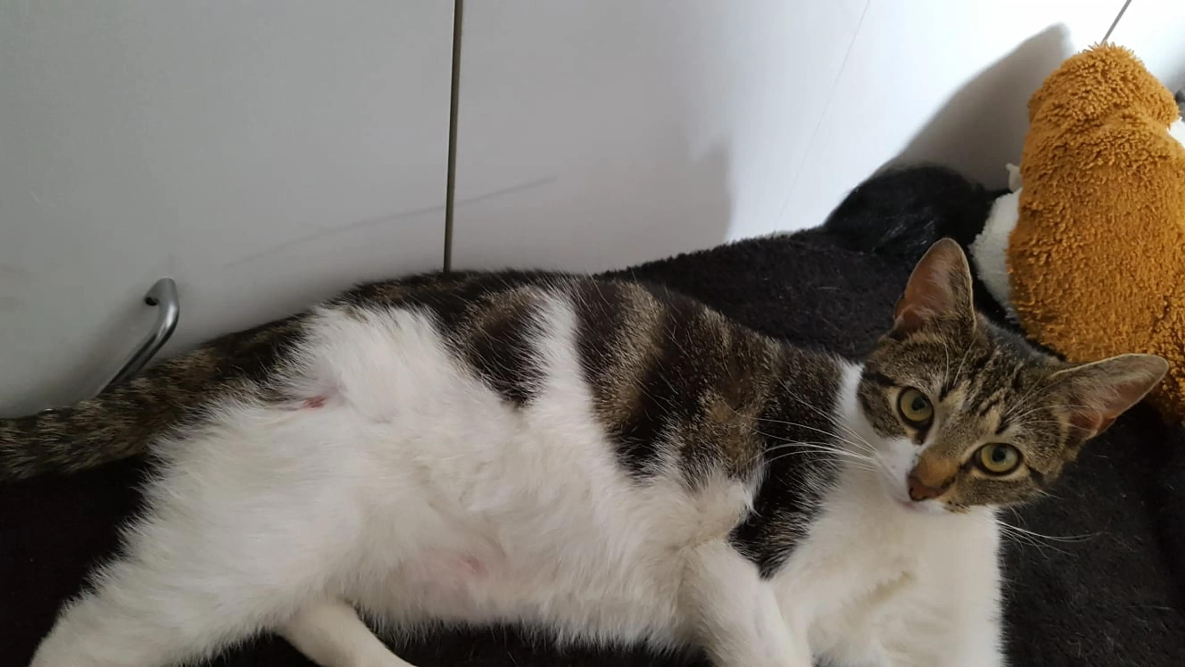Vermoedelijk twee poezen mishandeld in Hellevoetsluis, een poes ingeslapen na uitgerukte staart