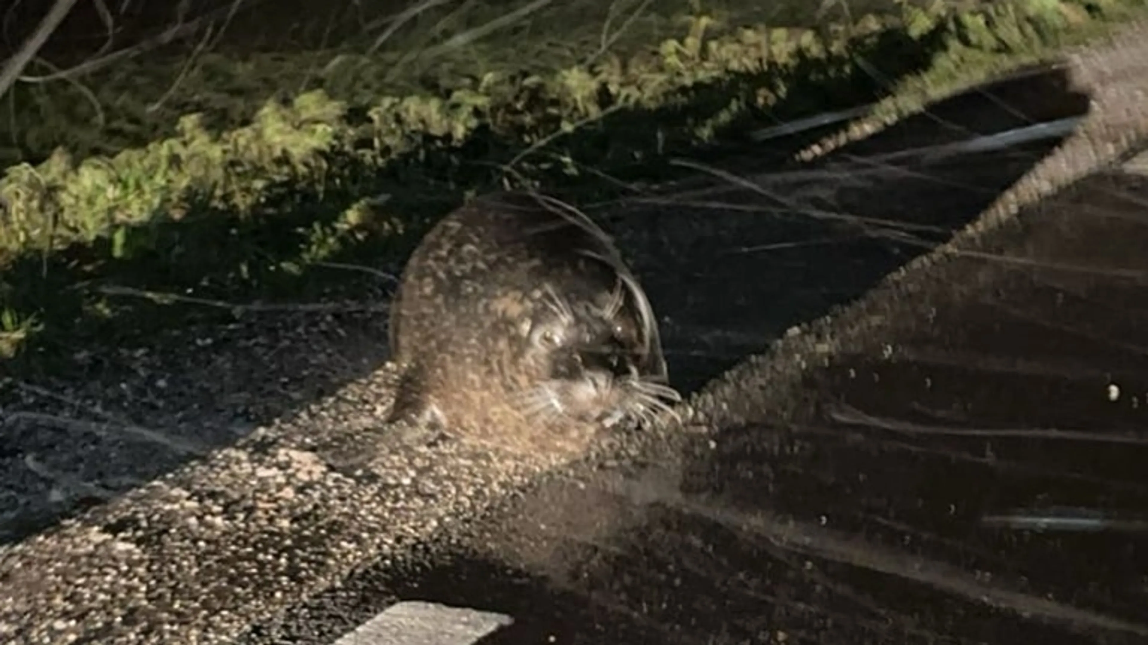 Zeehond gevonden op weg bij Assendelft: 'Hij kijkt zielig'