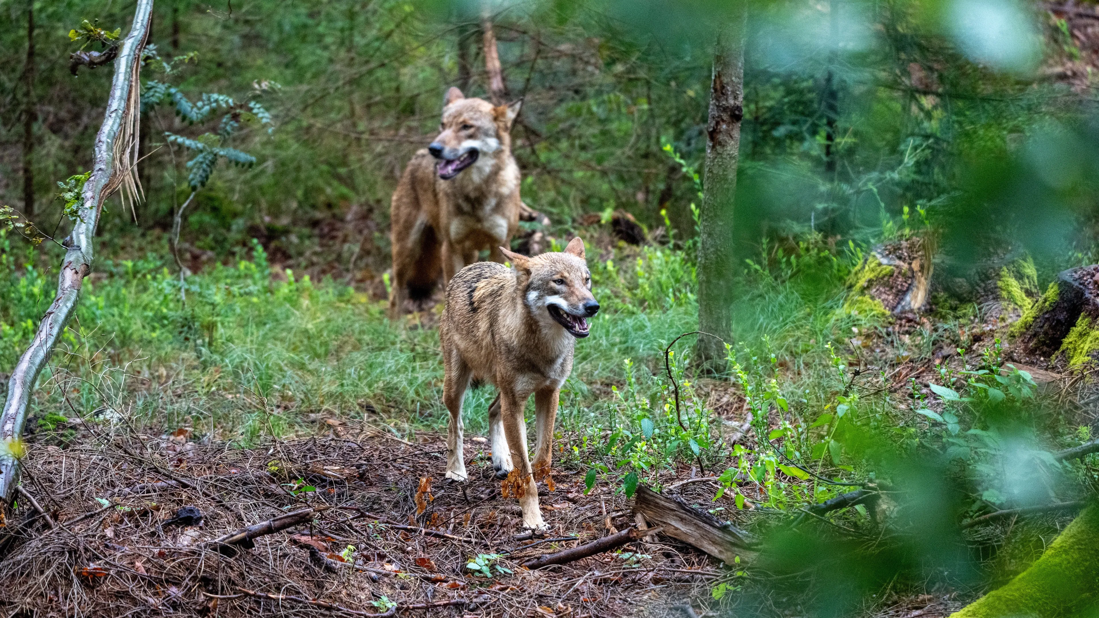 Europees Parlement stemt eerder over mogelijke verlaging status van wolf