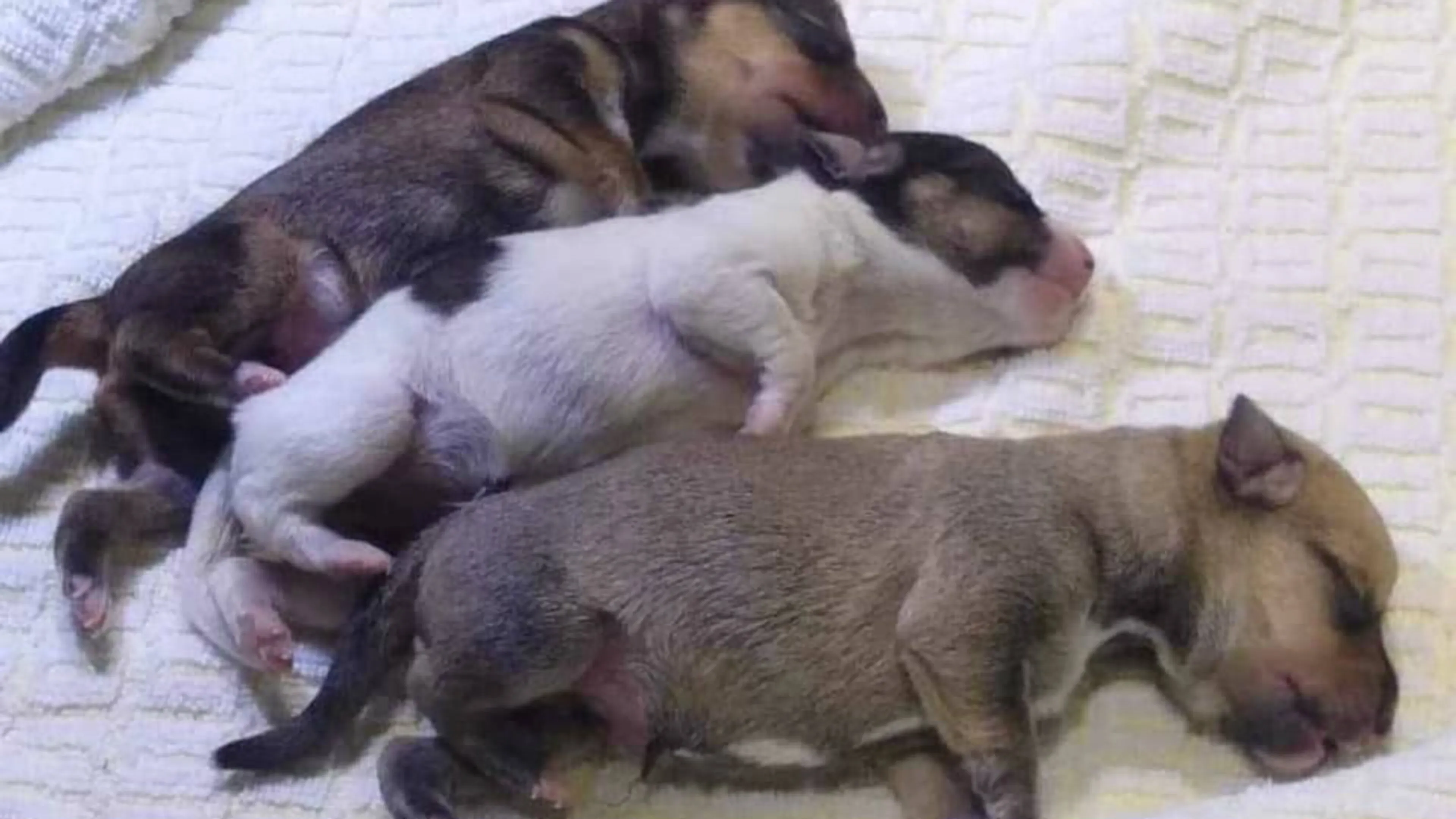 Drie puppy's in Frozen-rugzakje gedumpt bij station Deventer
