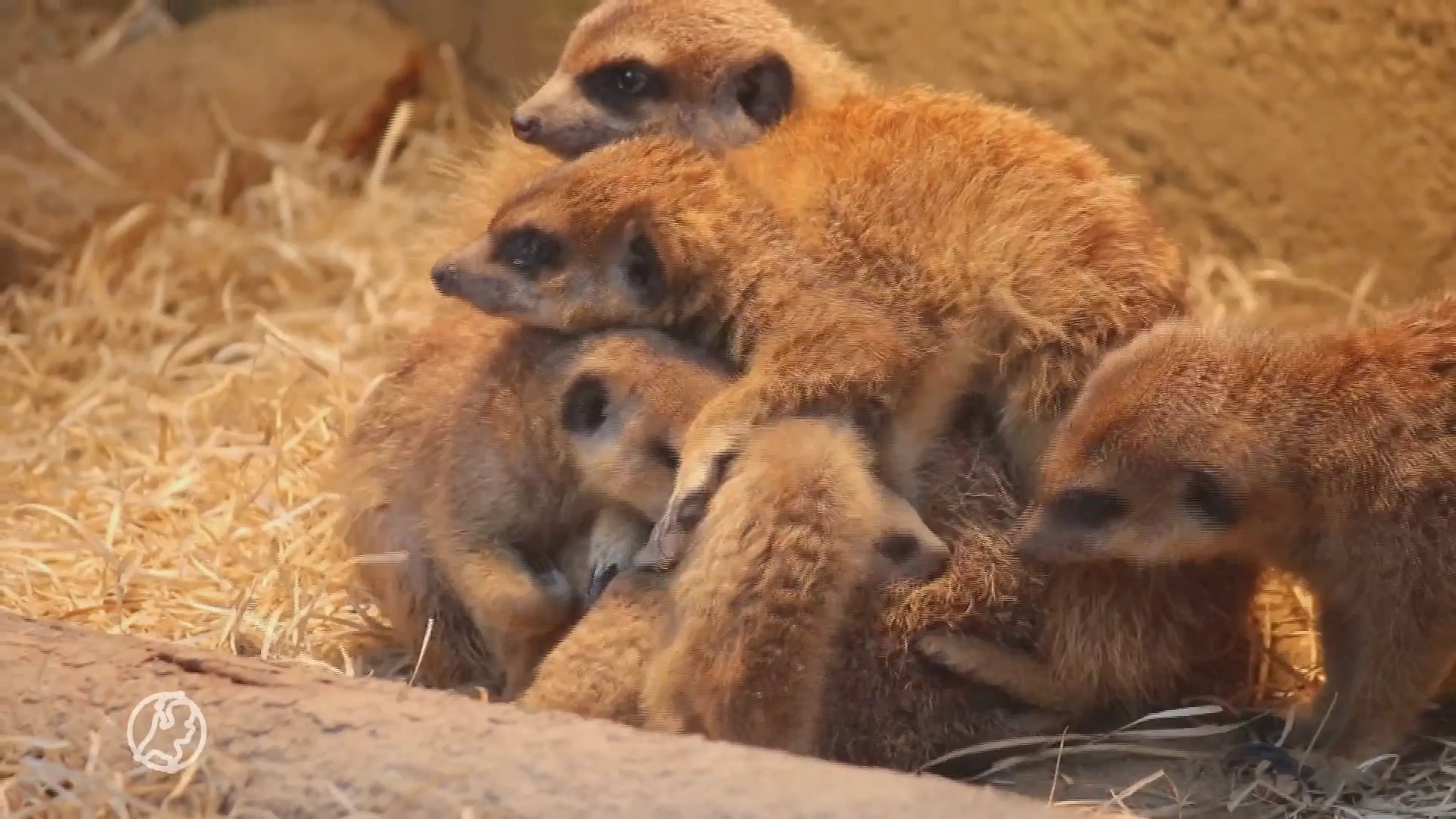 Beschuit met muisjes in DierenPark Amersfoort: drie stokstaartjes geboren