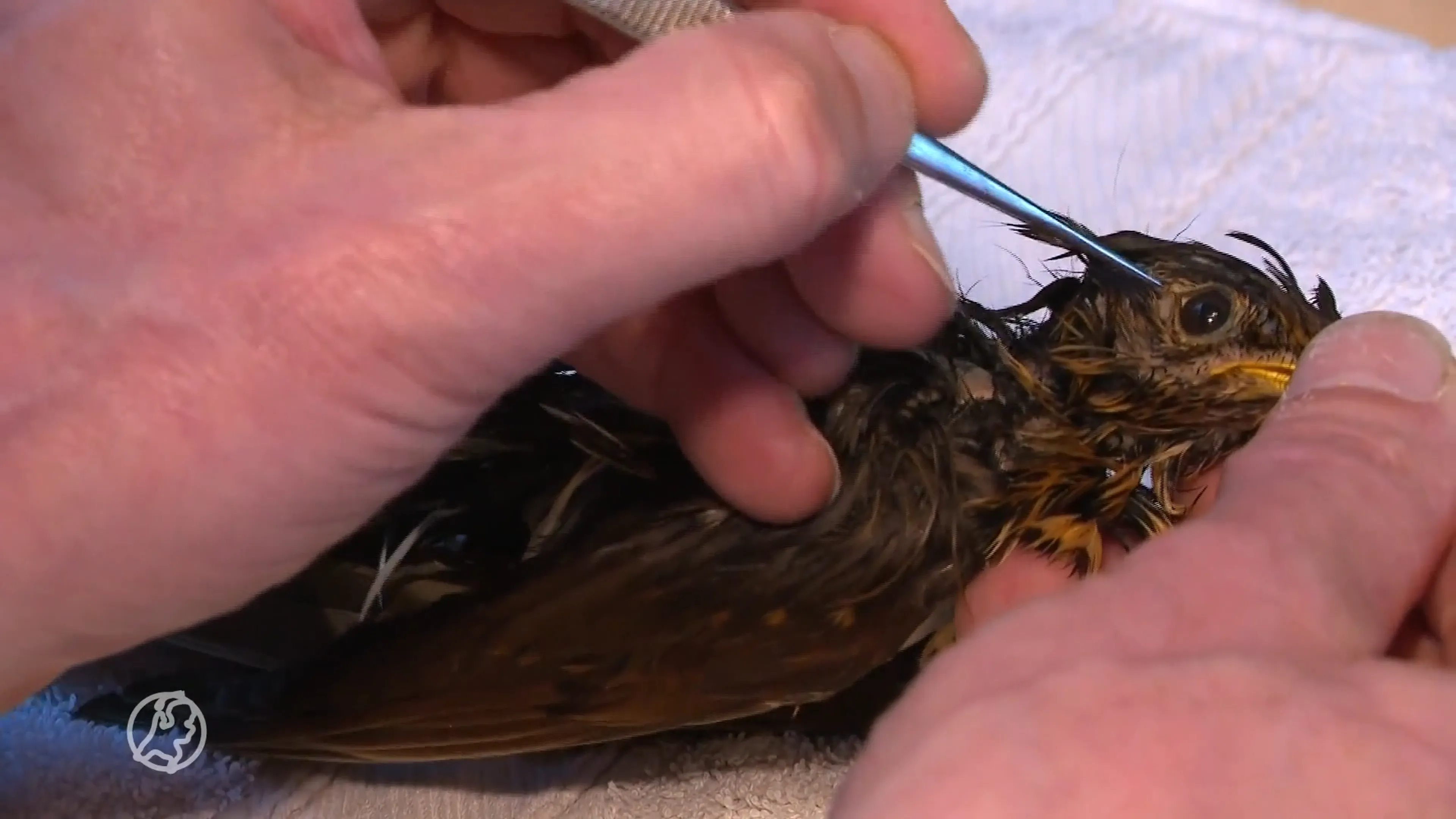 Frank doet mee aan NK dieren opzetten: 'Het is geen bloederige show als je bezig bent'