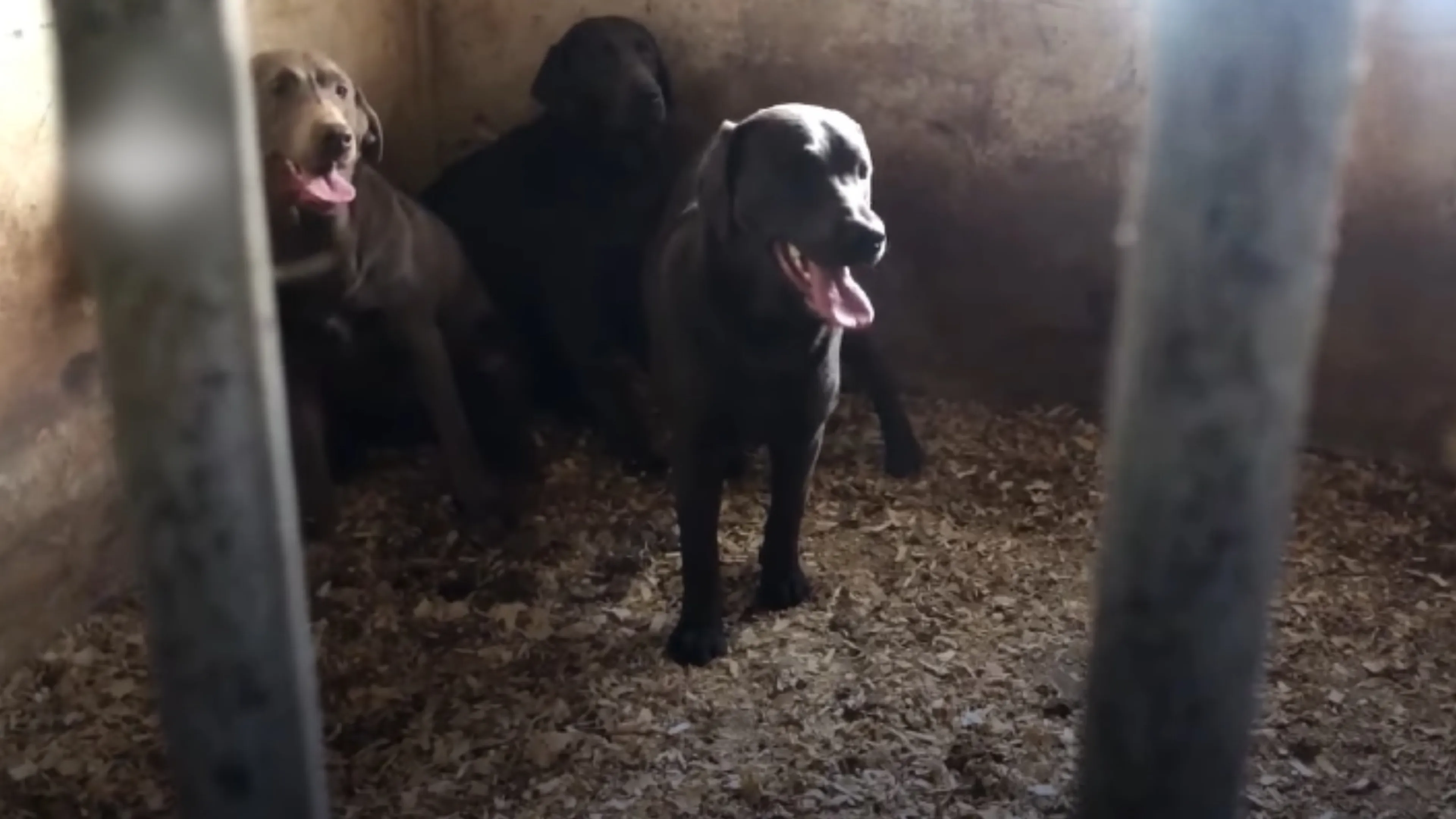Politie redt 18 labradors en 5 puppy's uit handen van malafide fokkers