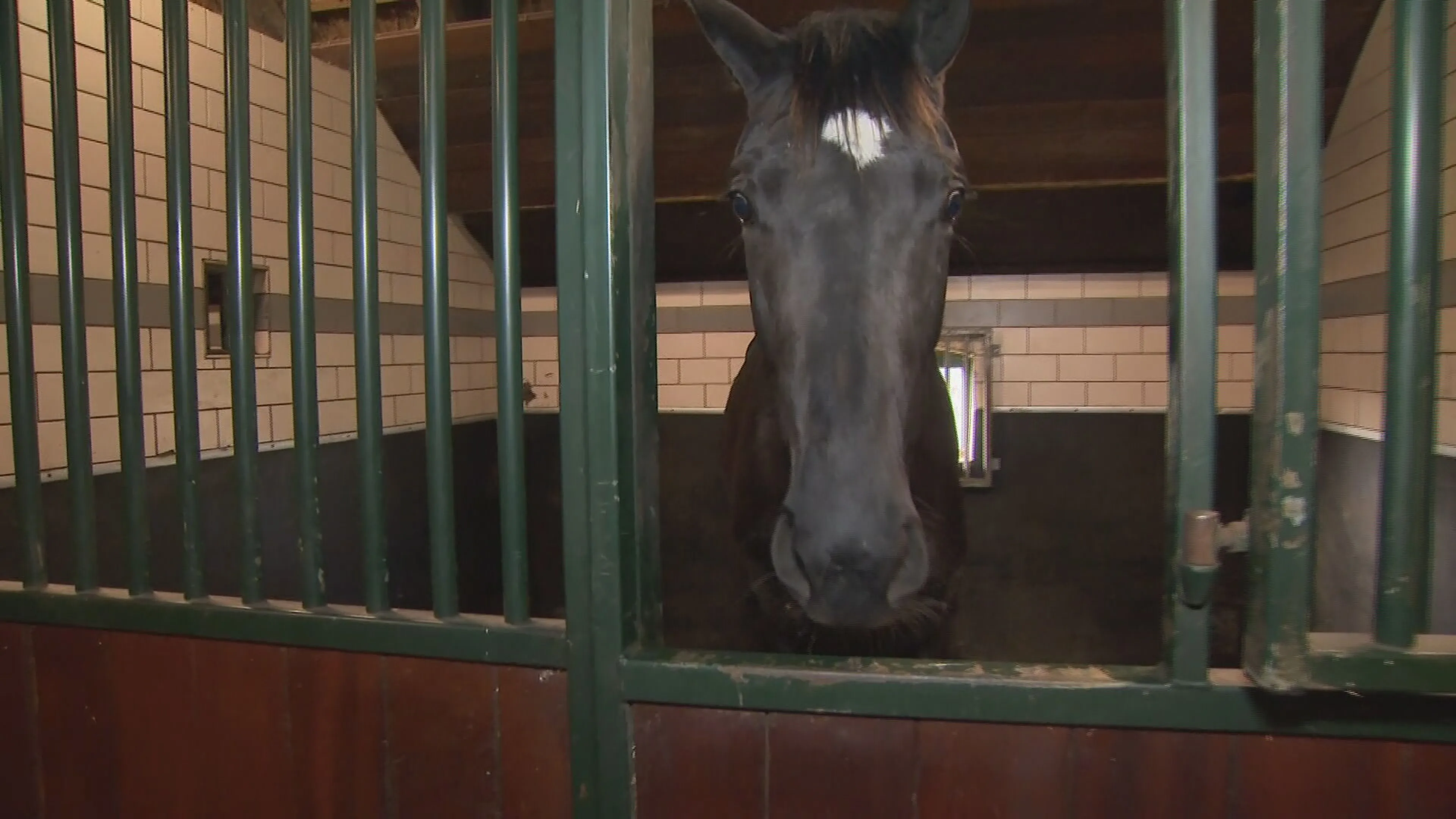 Paarden dood, ziek of kwijt: eigenaren starten zaak tegen misstanden bij opfokstal