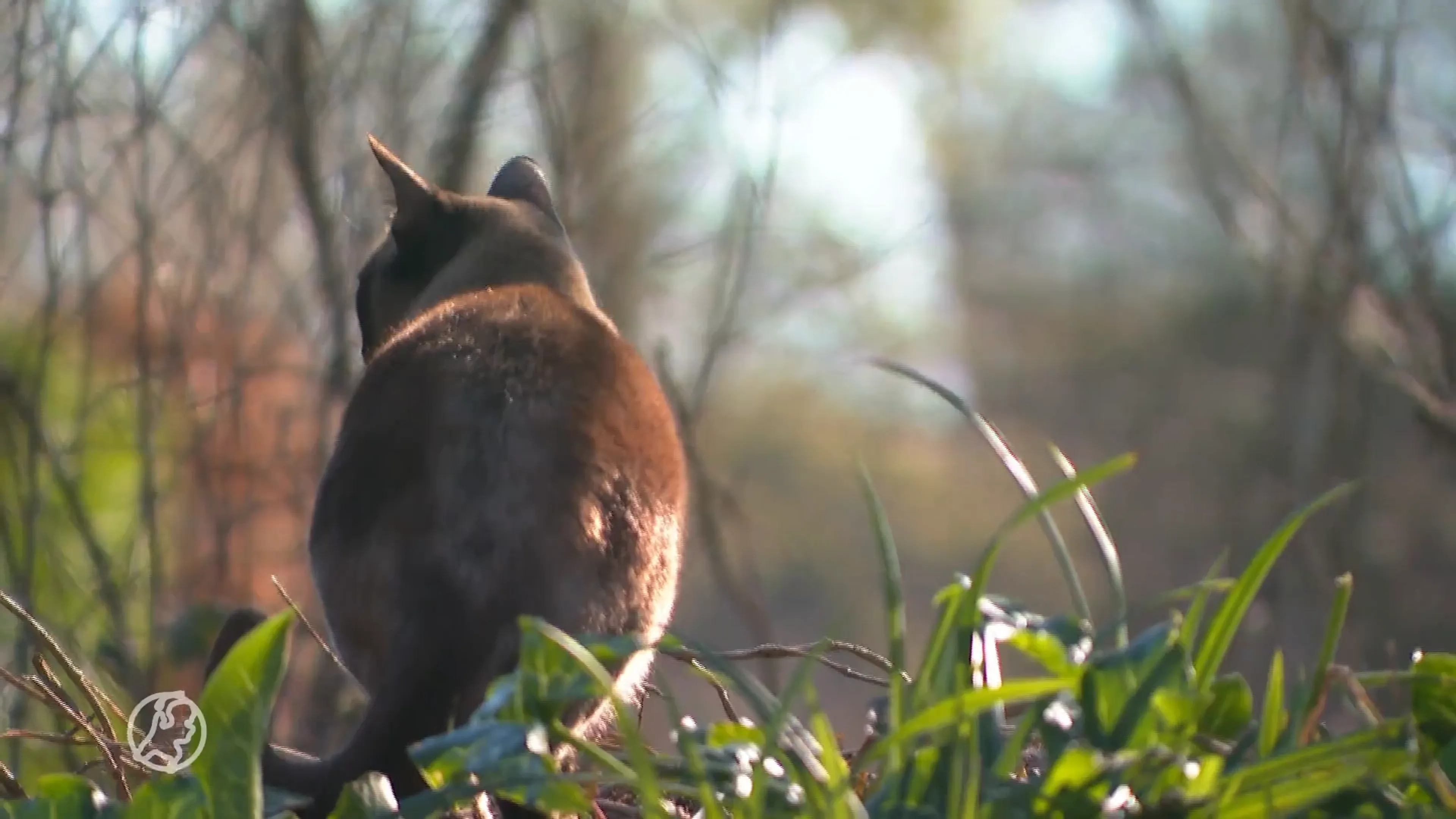 Ruim twintig dode katten gevonden in kanaal Lelystad, politie start onderzoek 