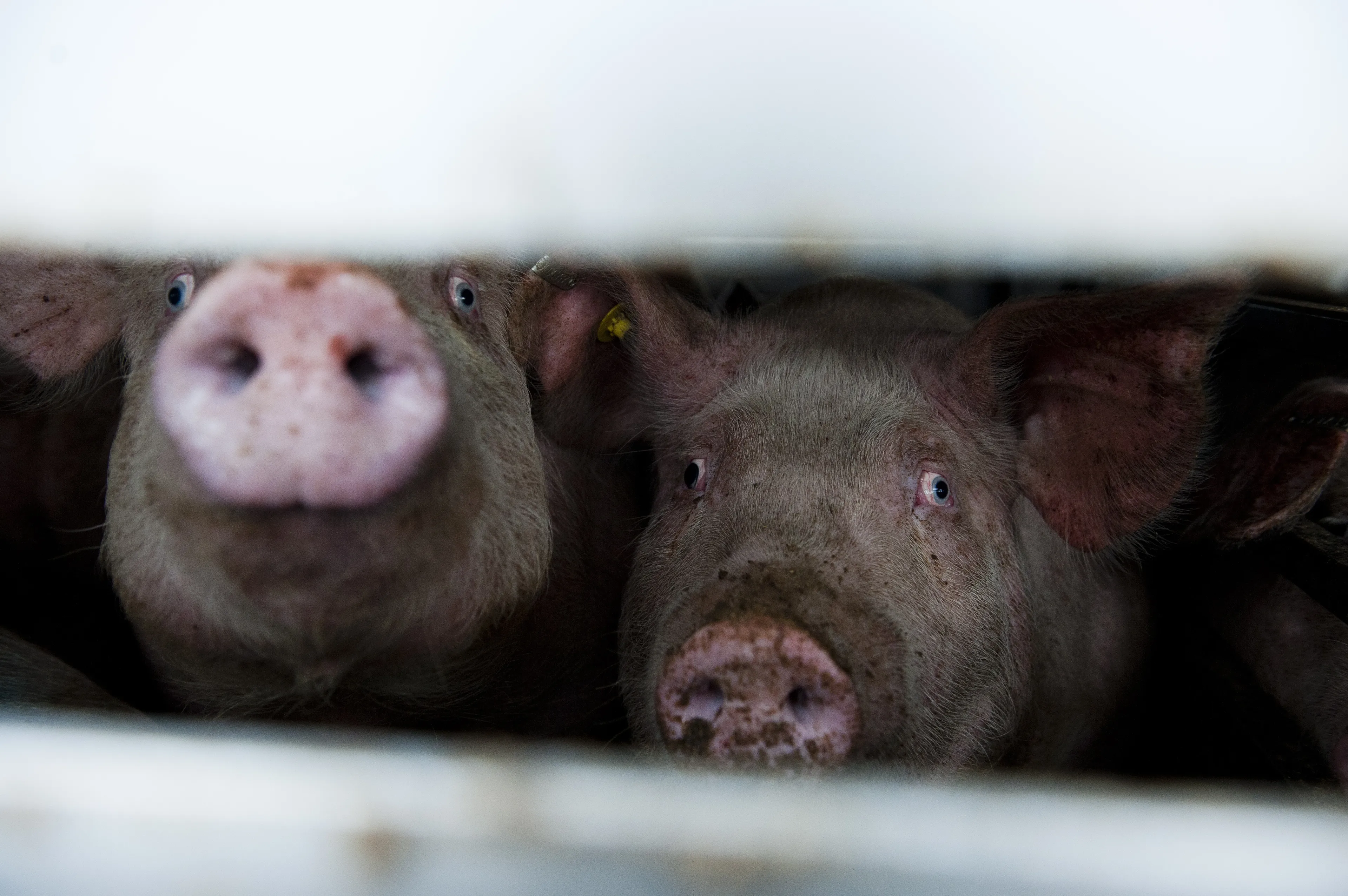 Varkens slachthuizen lijden onnodig, NVWA gaat in 2024 handhaven
