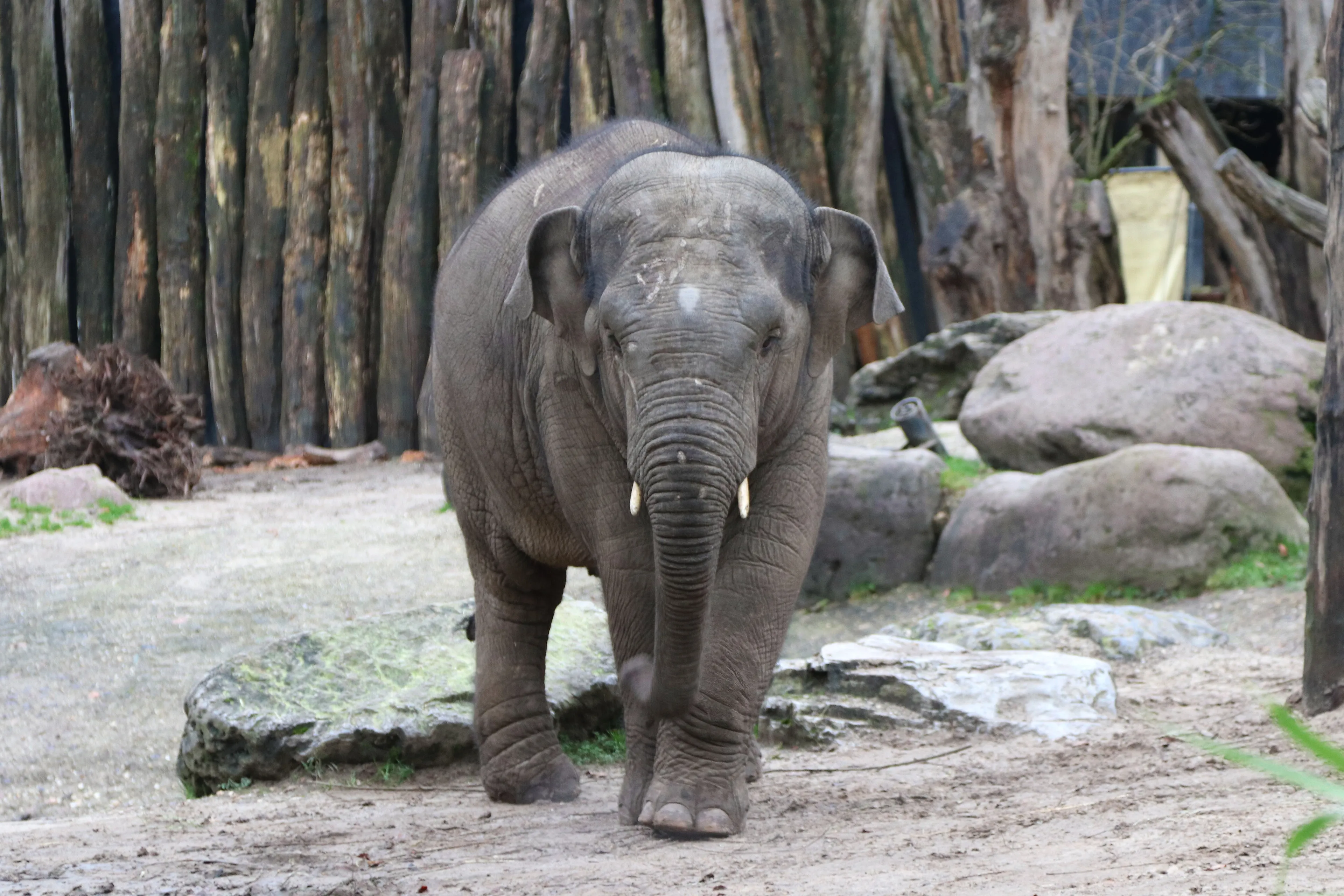 DierenPark Amersfoort rouwt om olifant Thabo: 'Als ze herpes krijgen, is er niets meer aan te doen'