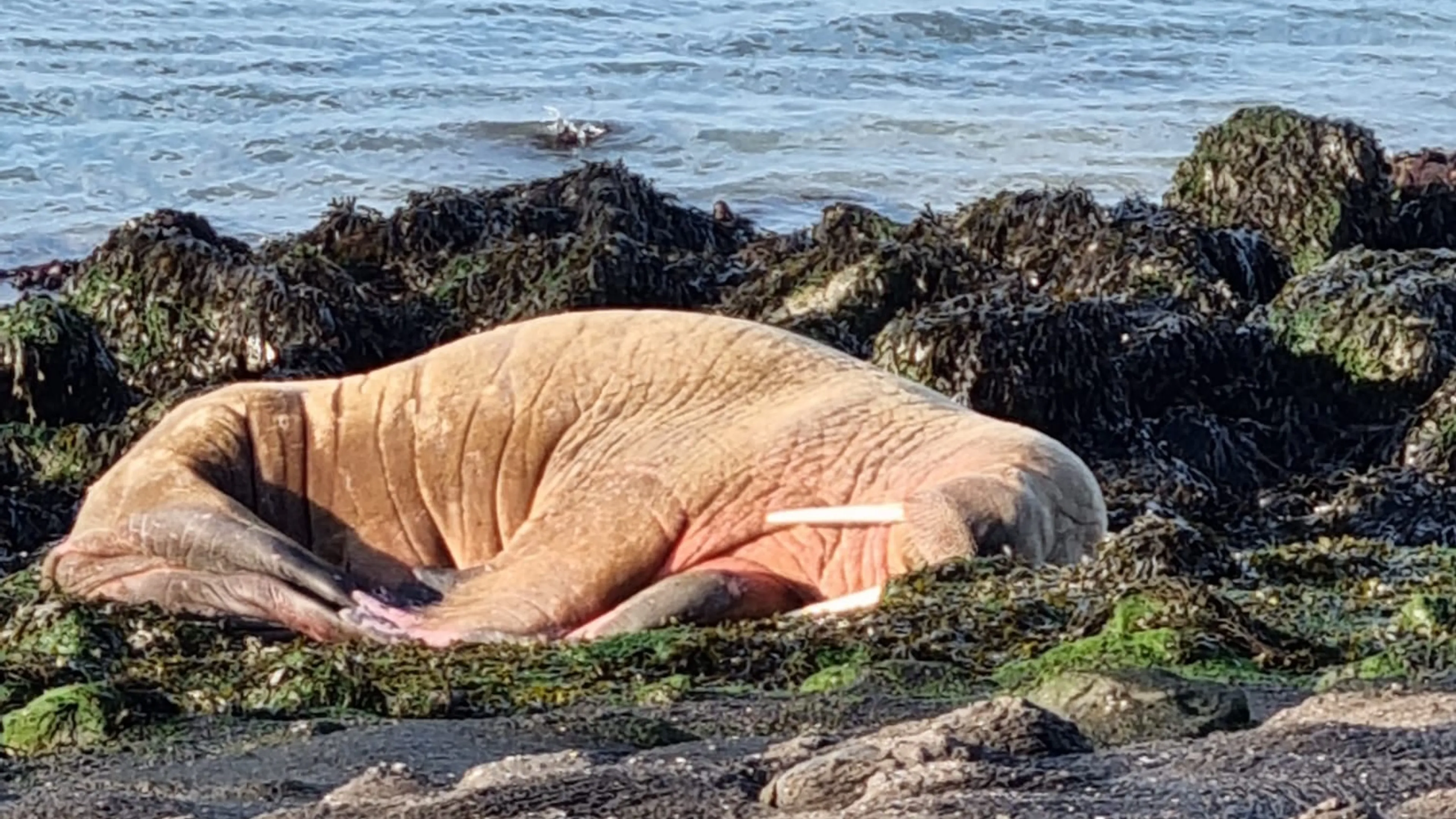 Walrus komt buurten op werkeiland Neeltje Jans