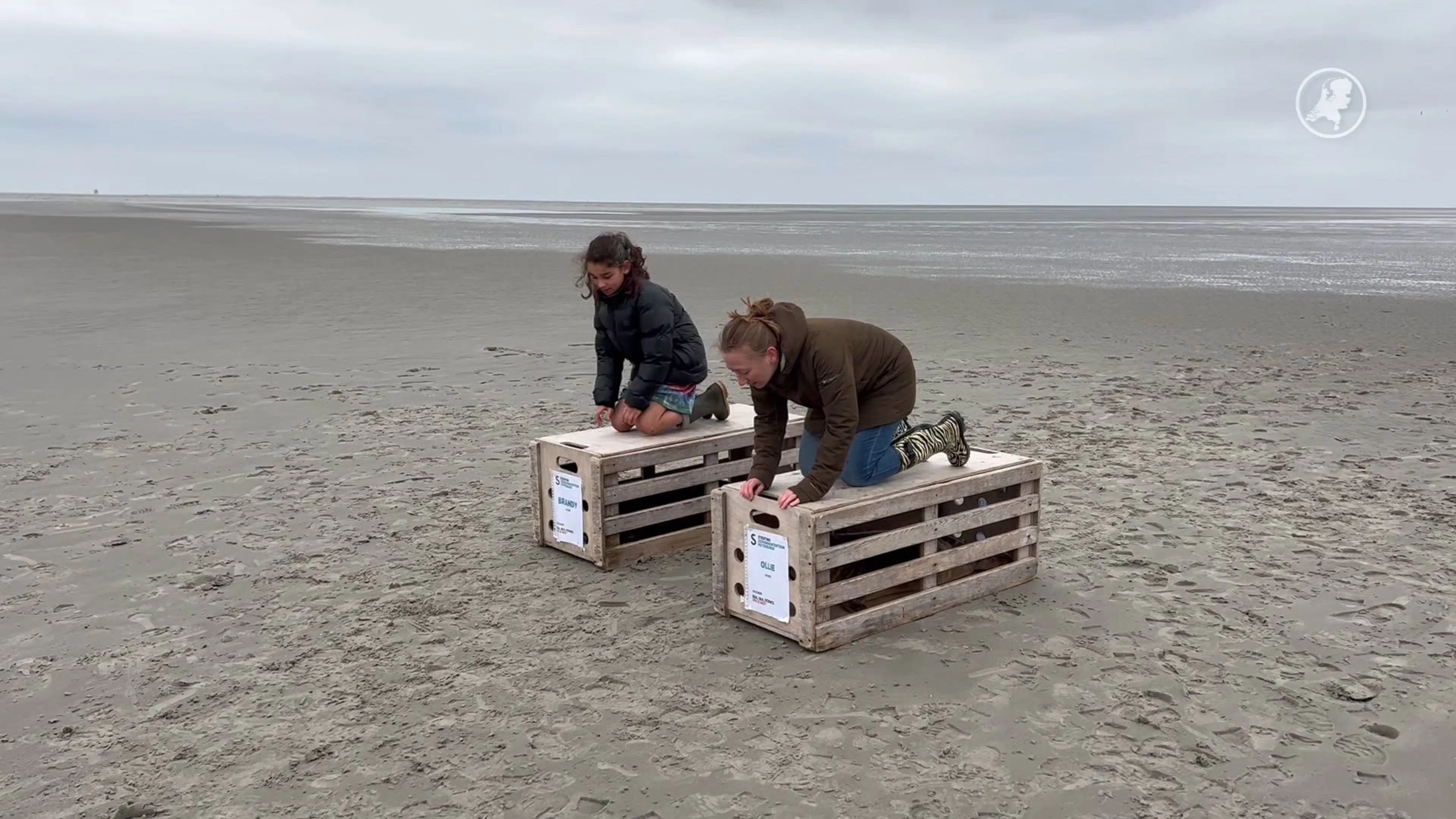 Laatste zeehonden vertrekken uit Pieterburen