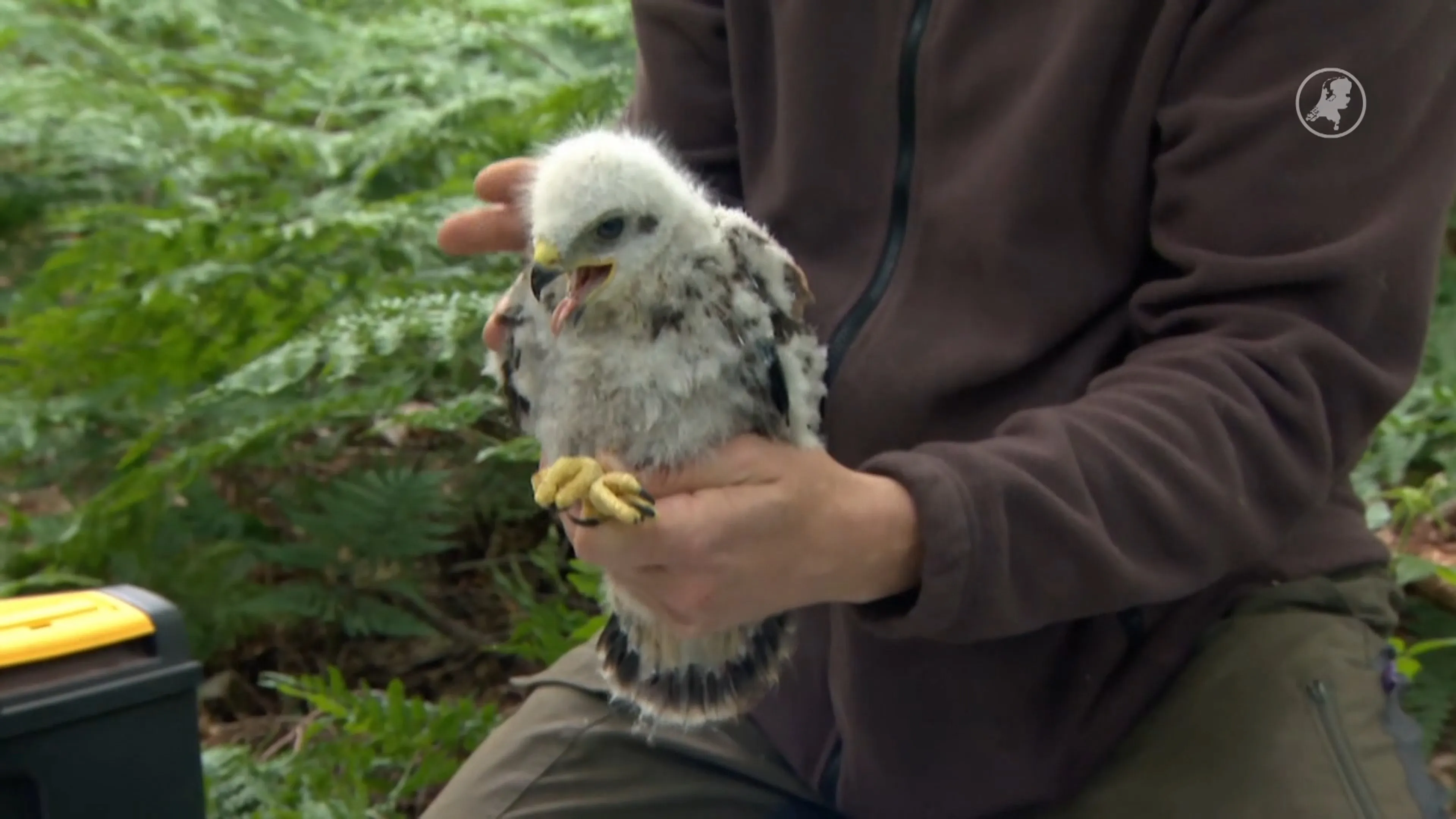 Topjaar voor roofvogels in Nederland: volop jongen in nesten