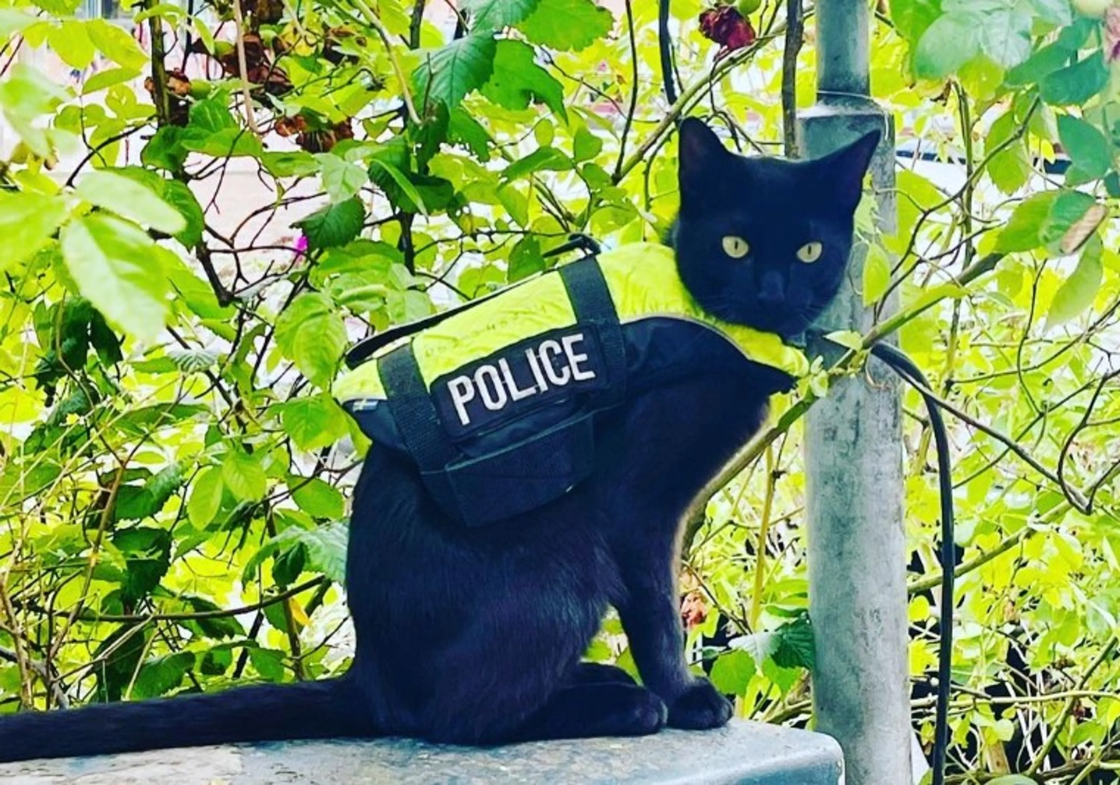Amsterdamse politiekat Nimis is niet voor de poes, maar wel enorme hit op TikTok en Instagram