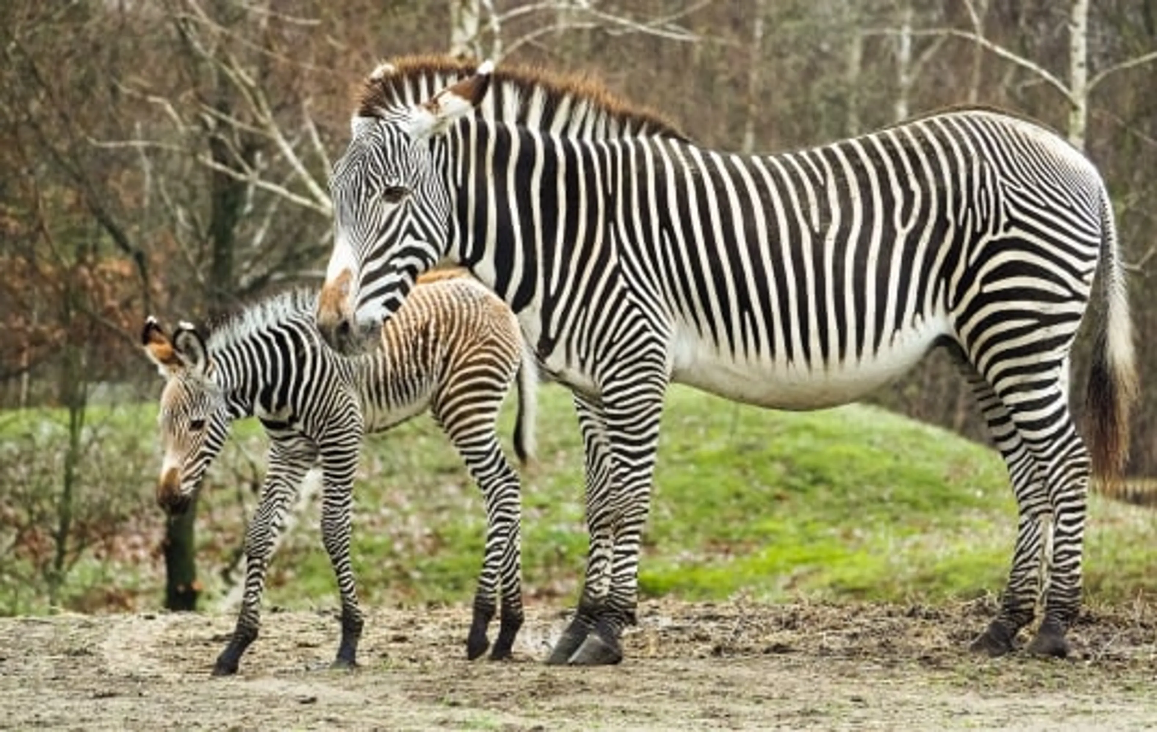 Beekse Bergen verwelkomt bijzonder zebraveulen