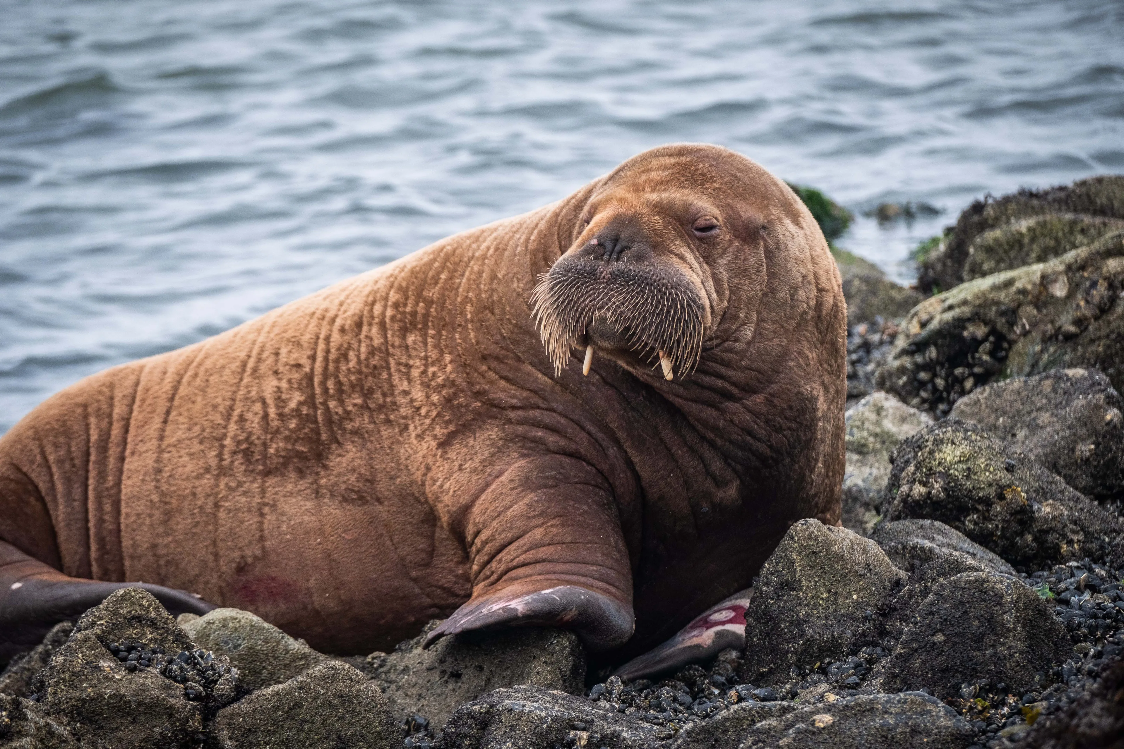 'Nederlandse' walrus Freya afgemaakt door Noorse autoriteiten
