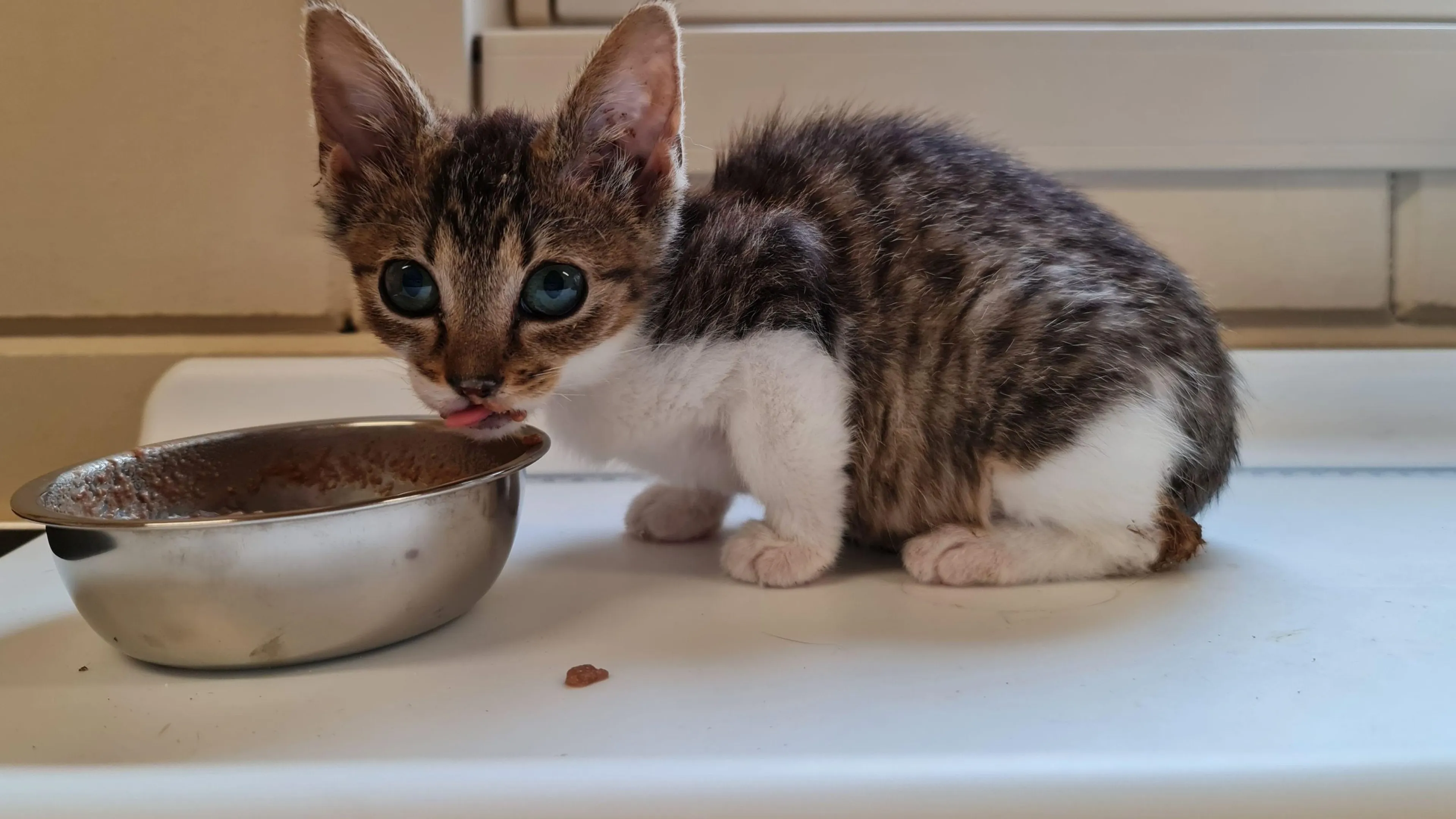 Dierenbescherming vraagt aandacht voor duizenden gedumpte kittens
