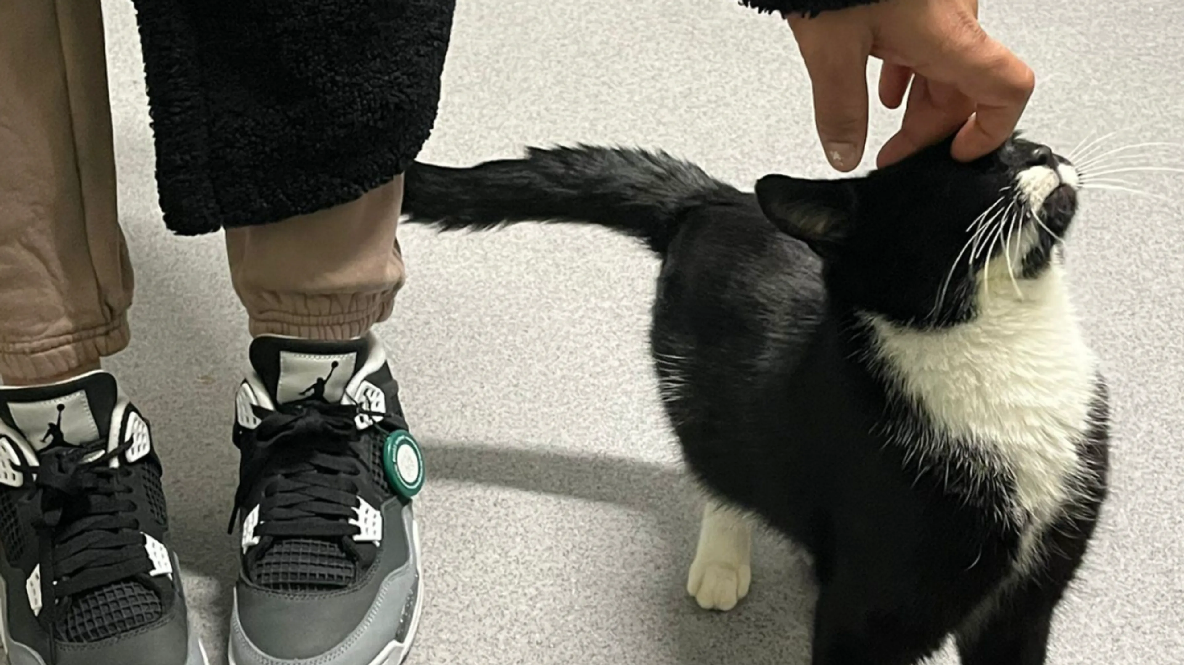 Poes Mami na maanden van middenberm A4 gered