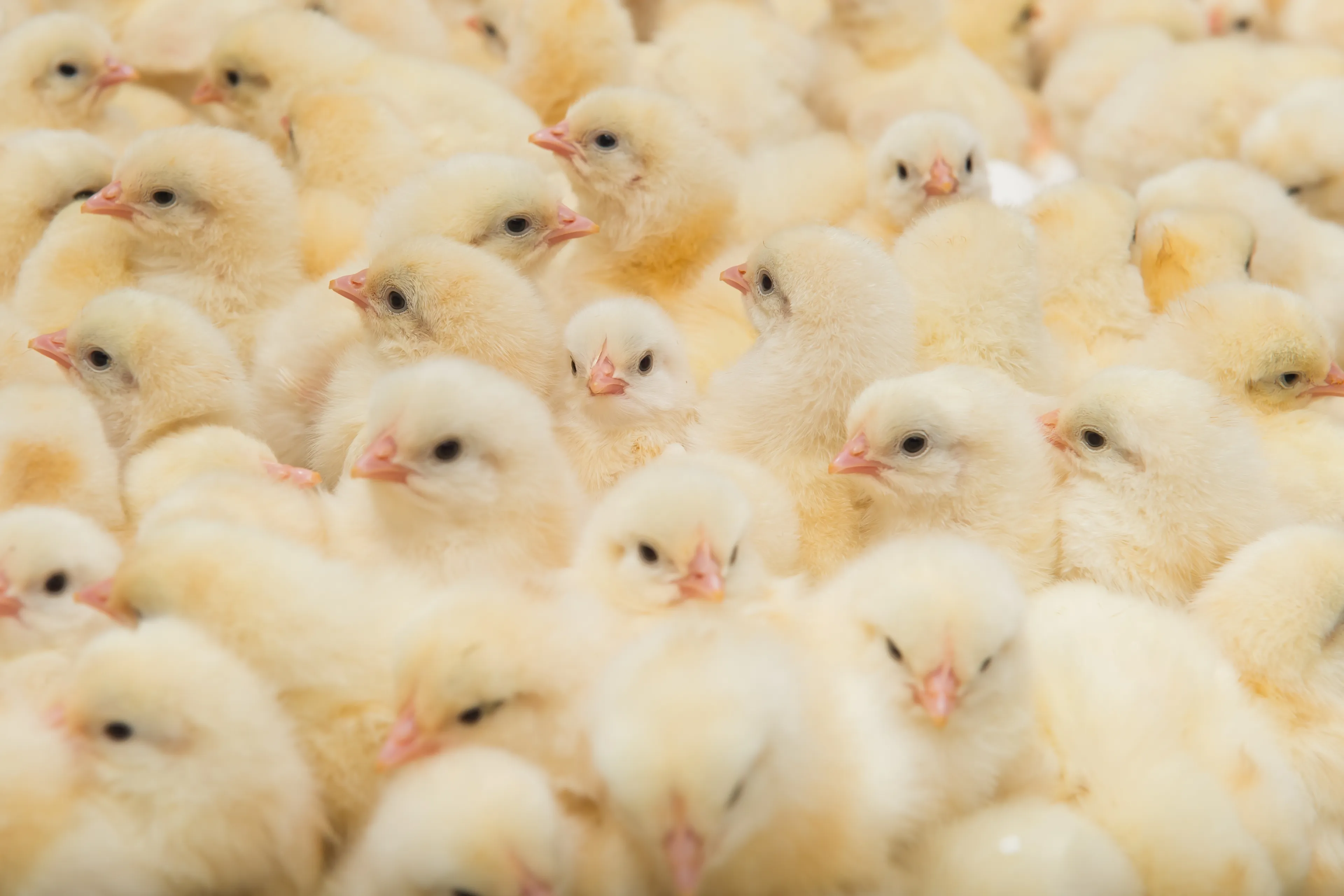 Ruim 200.000 kuikens afgemaakt na uitbraak vogelgriep bij twee pluimveebedrijven