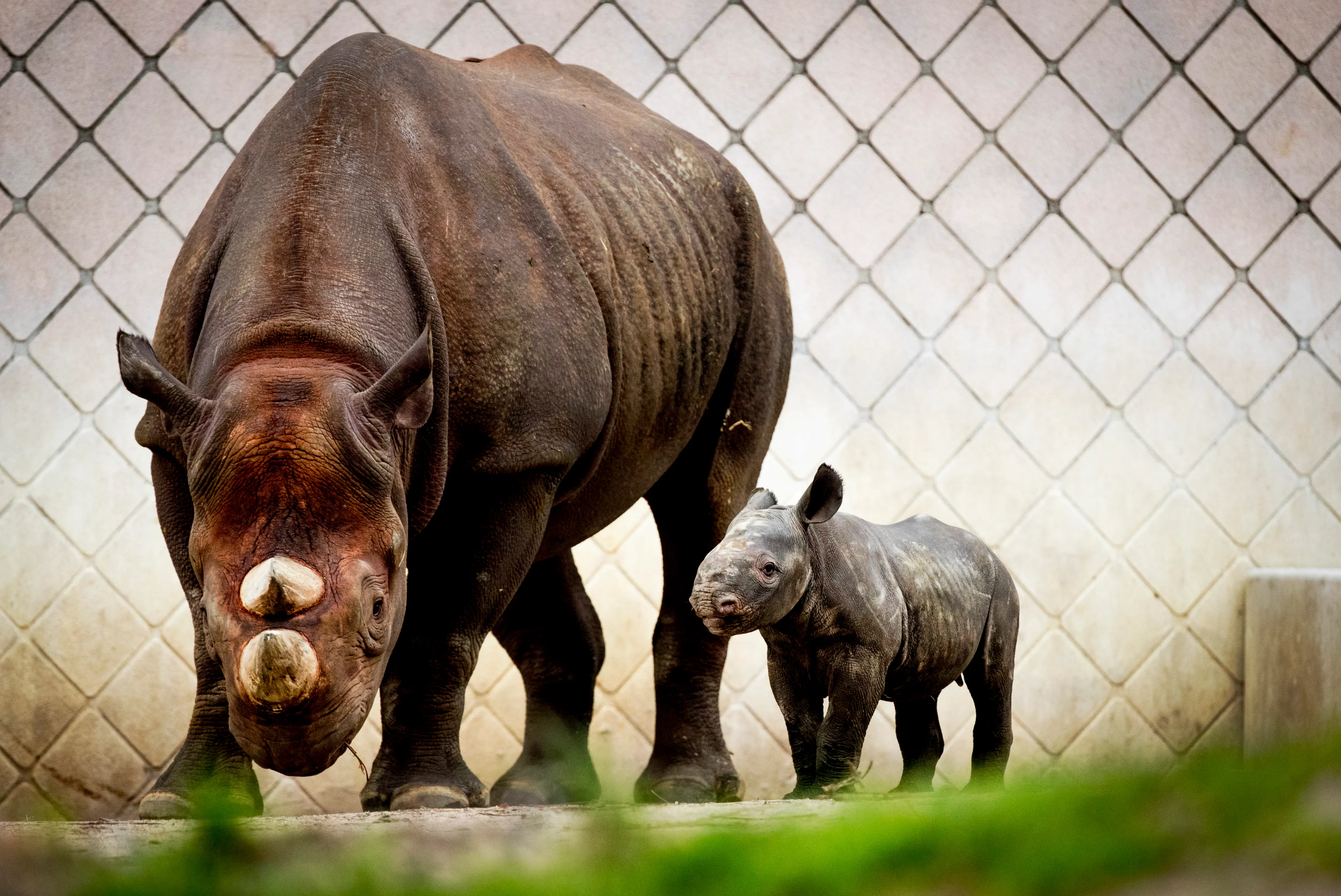 Diergaarde Blijdorp verwelkomt zwarte neushoornbaby