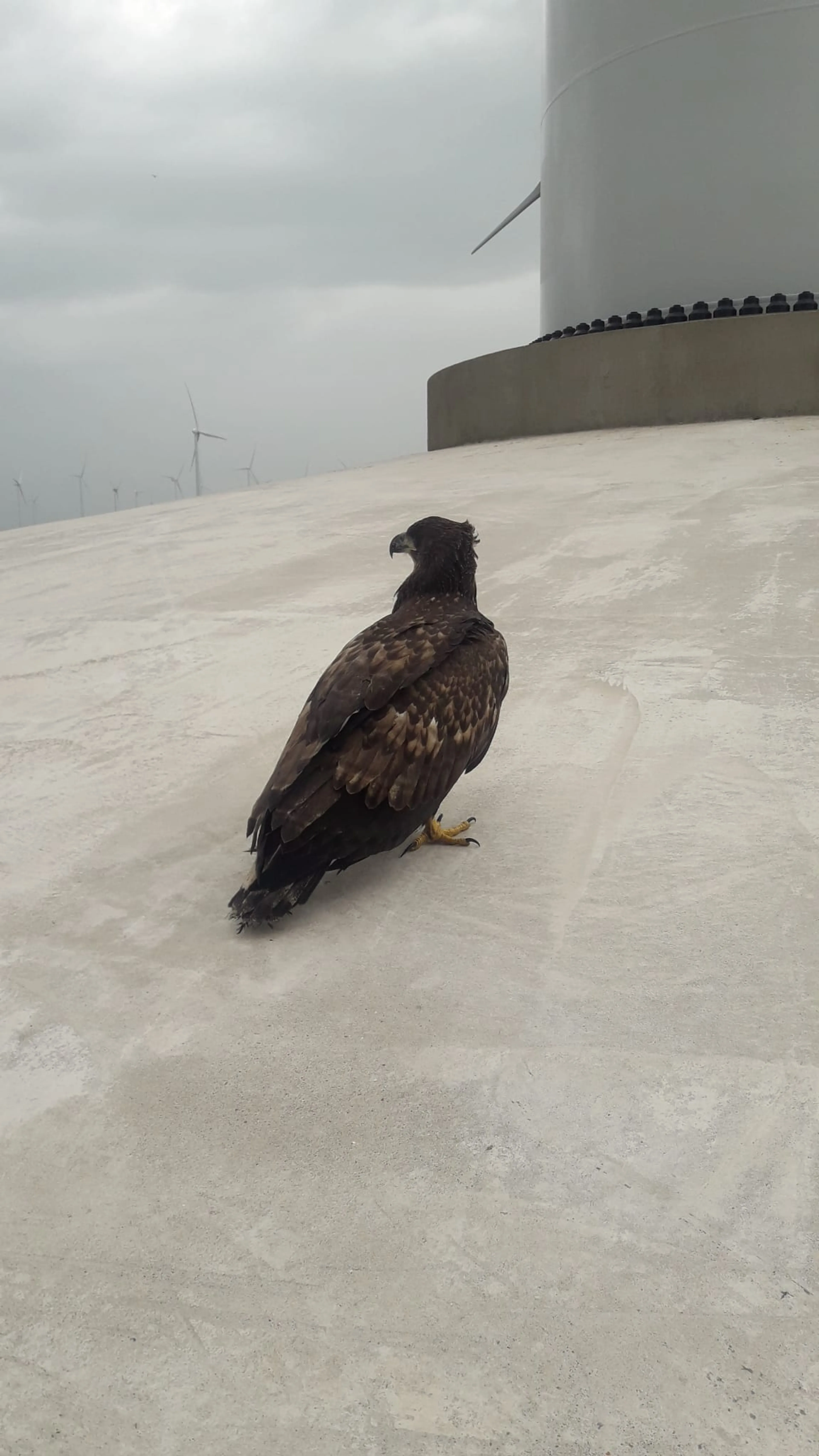 Verzwakte buizerd blijkt zeearend met 'giga klauwen'