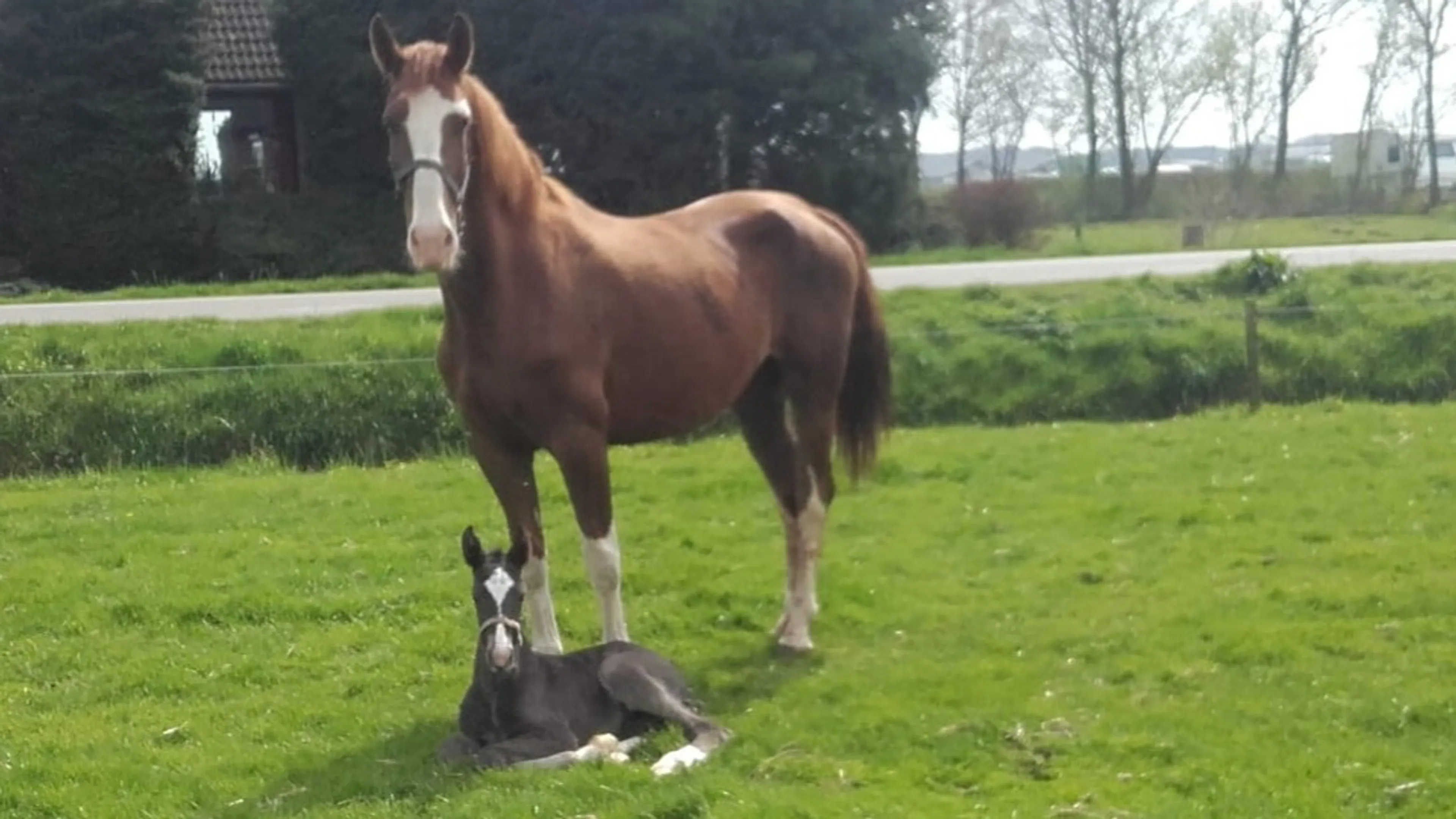 Laagvliegende gevechtshelikopter kost paard Lubina het leven: vijf jaar later nog geen excuses