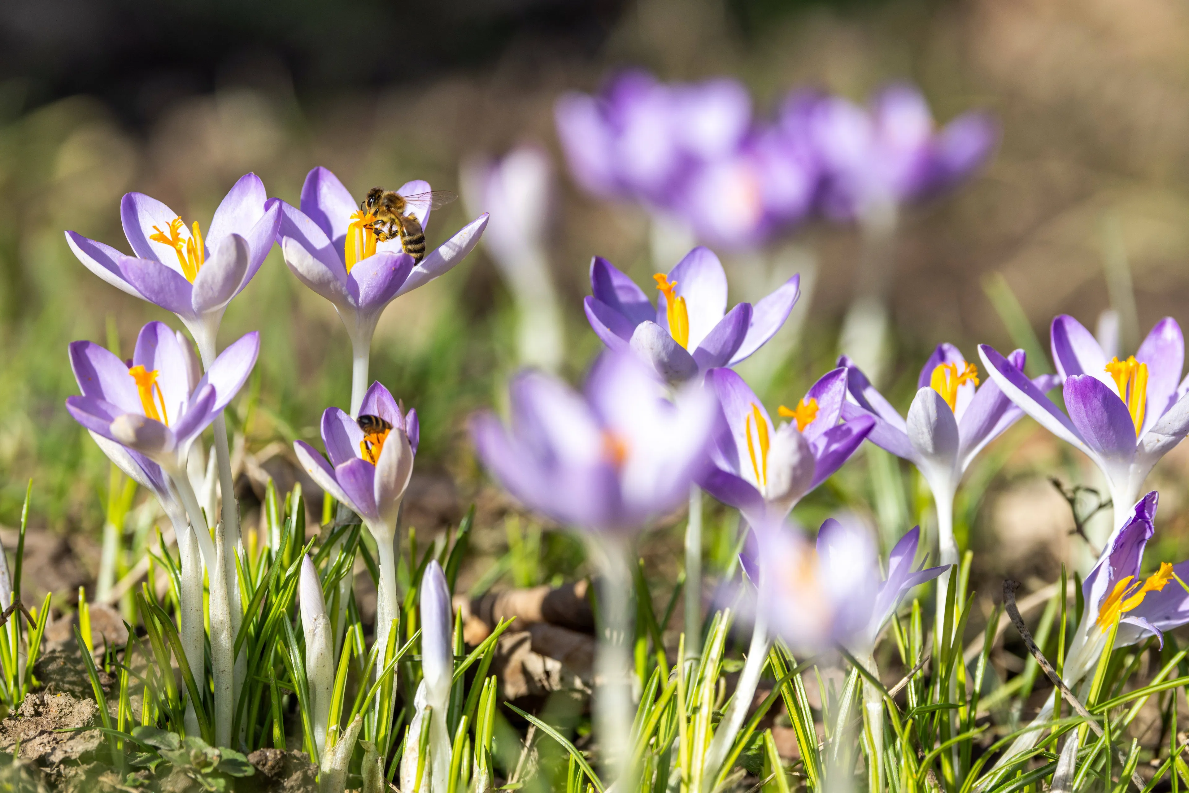 Lenteplanten bloeien veel eerder door hoge temperaturen
