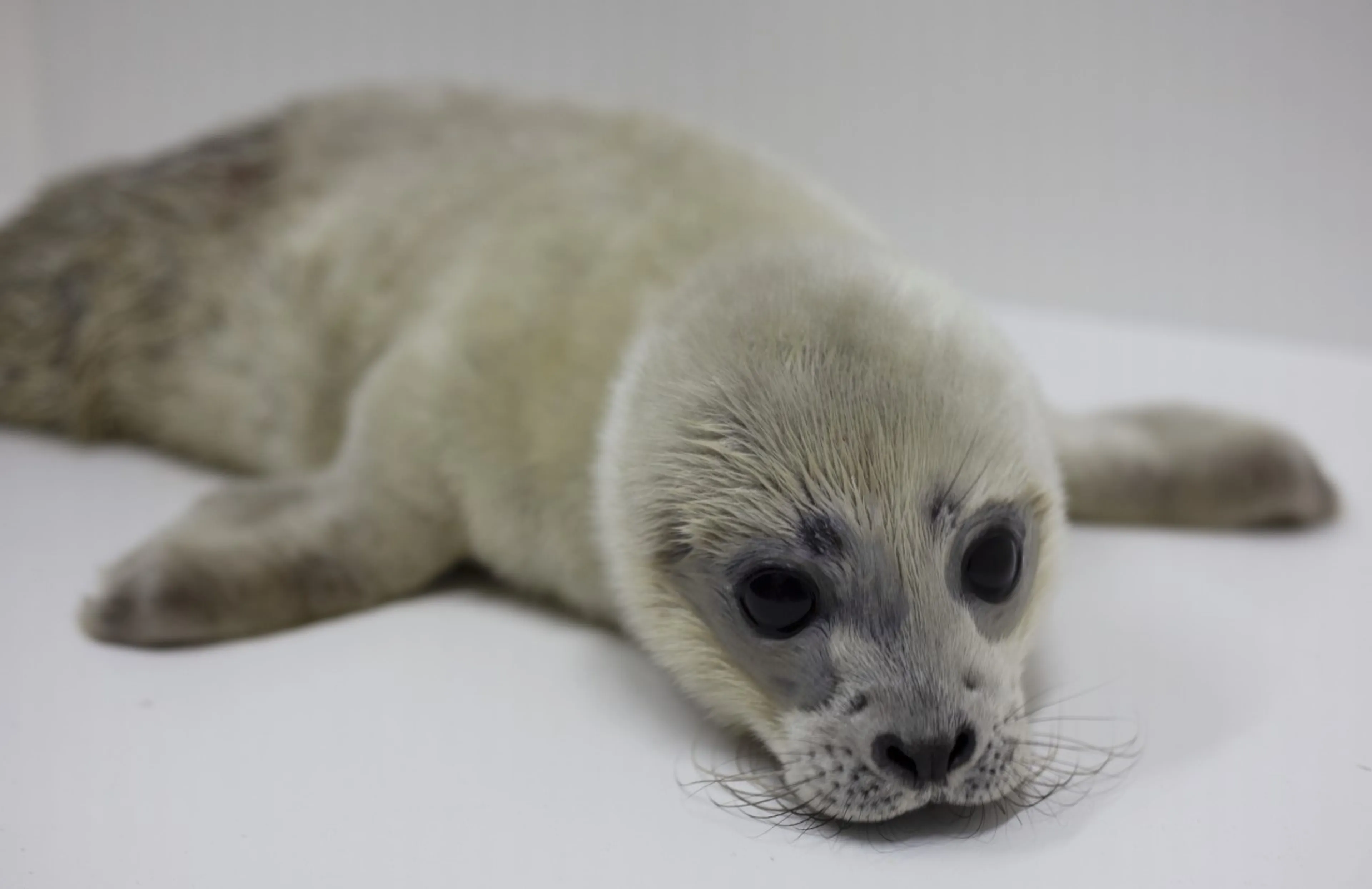 Zeehondenpup doodgebeten op strand Rockanje: 'Lijn je hond aan'