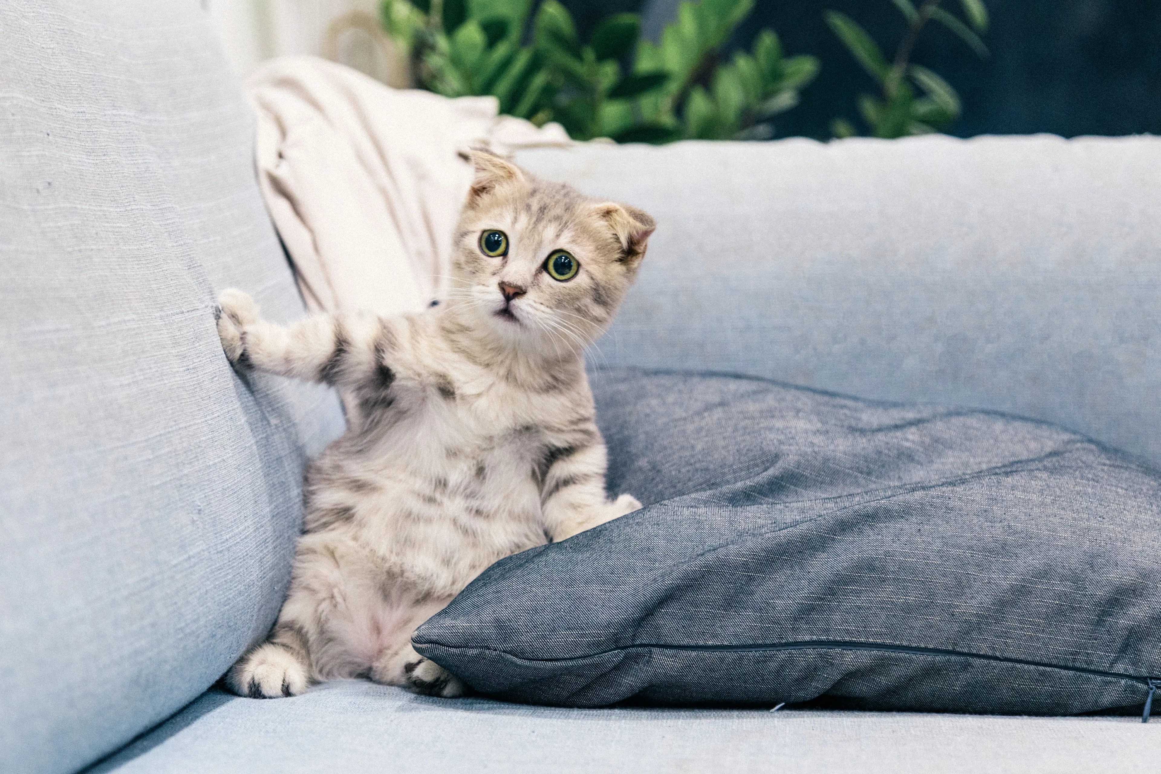 Al vijf katten in Hoogwoud onder verdachte omstandigheden dood: onderzoek gestart