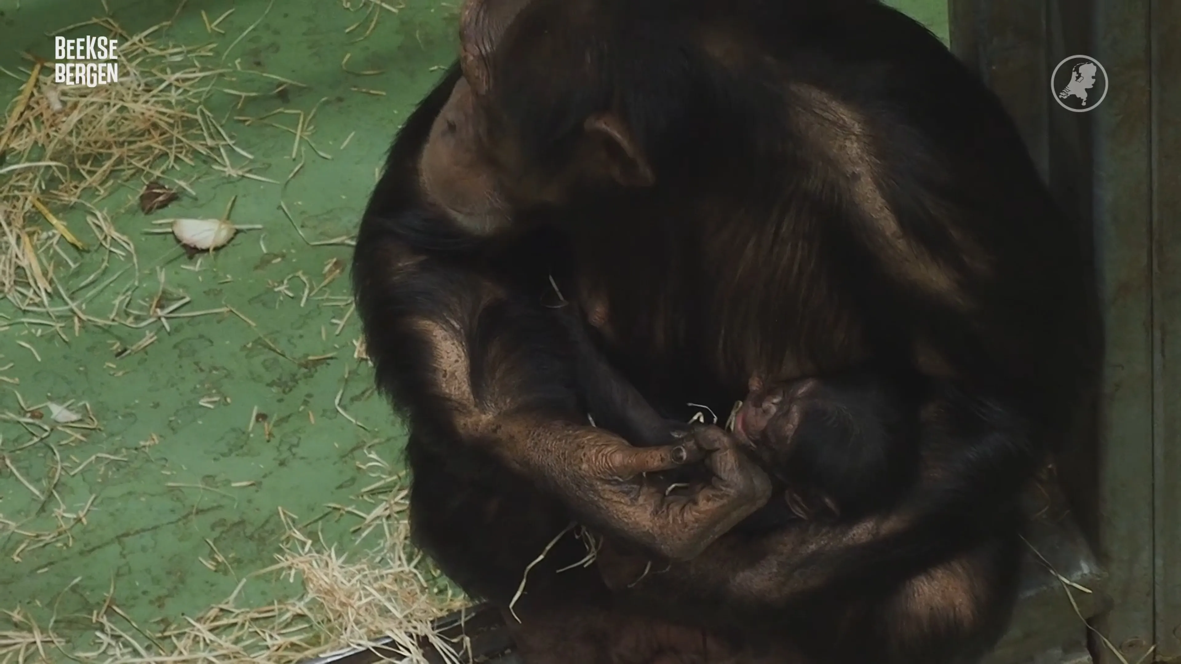 Zeldzame chimpansee geboren in Beekse Bergen