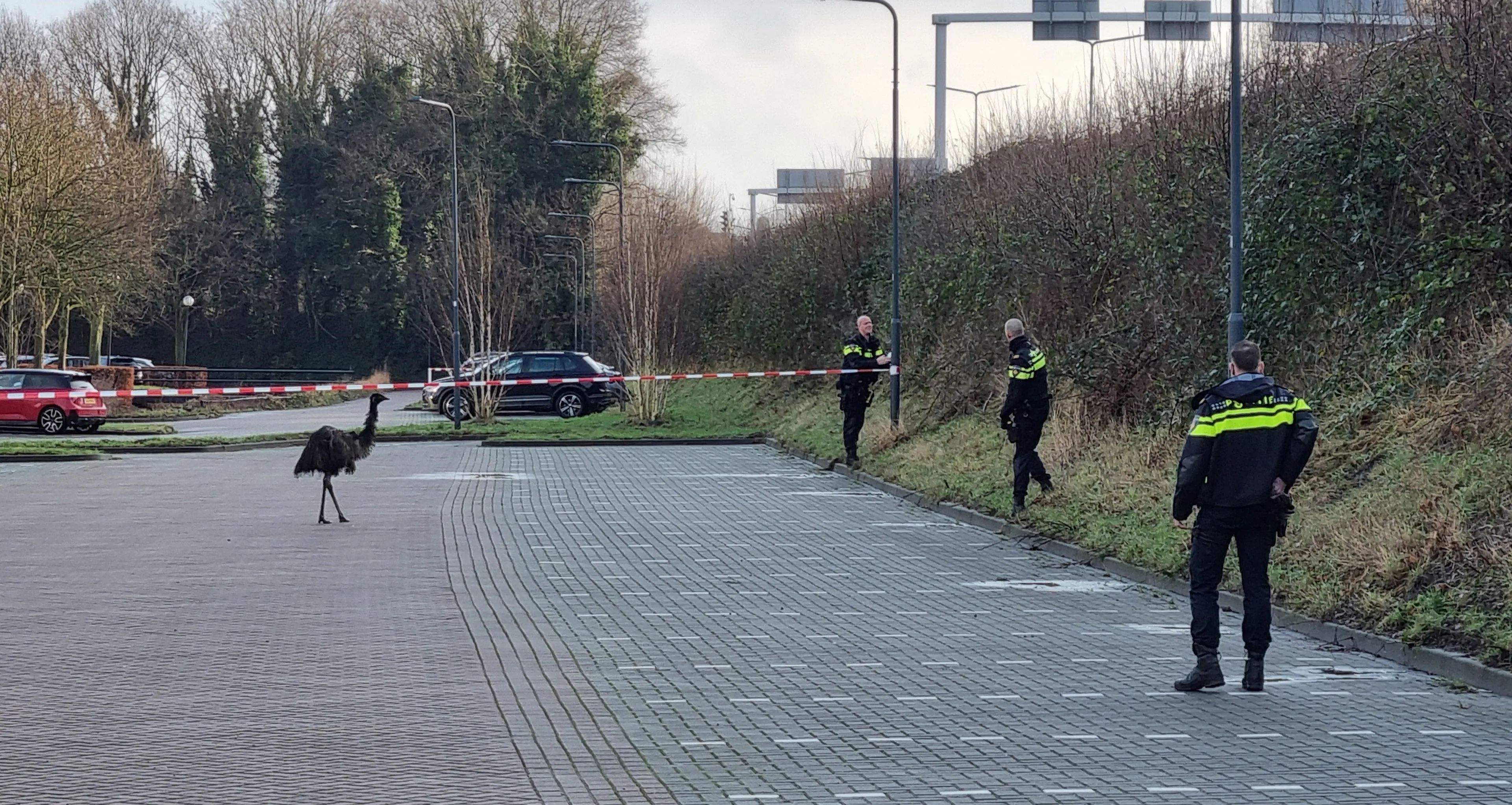 Politie rukt groots uit voor ontsnapte 'struisvogel'