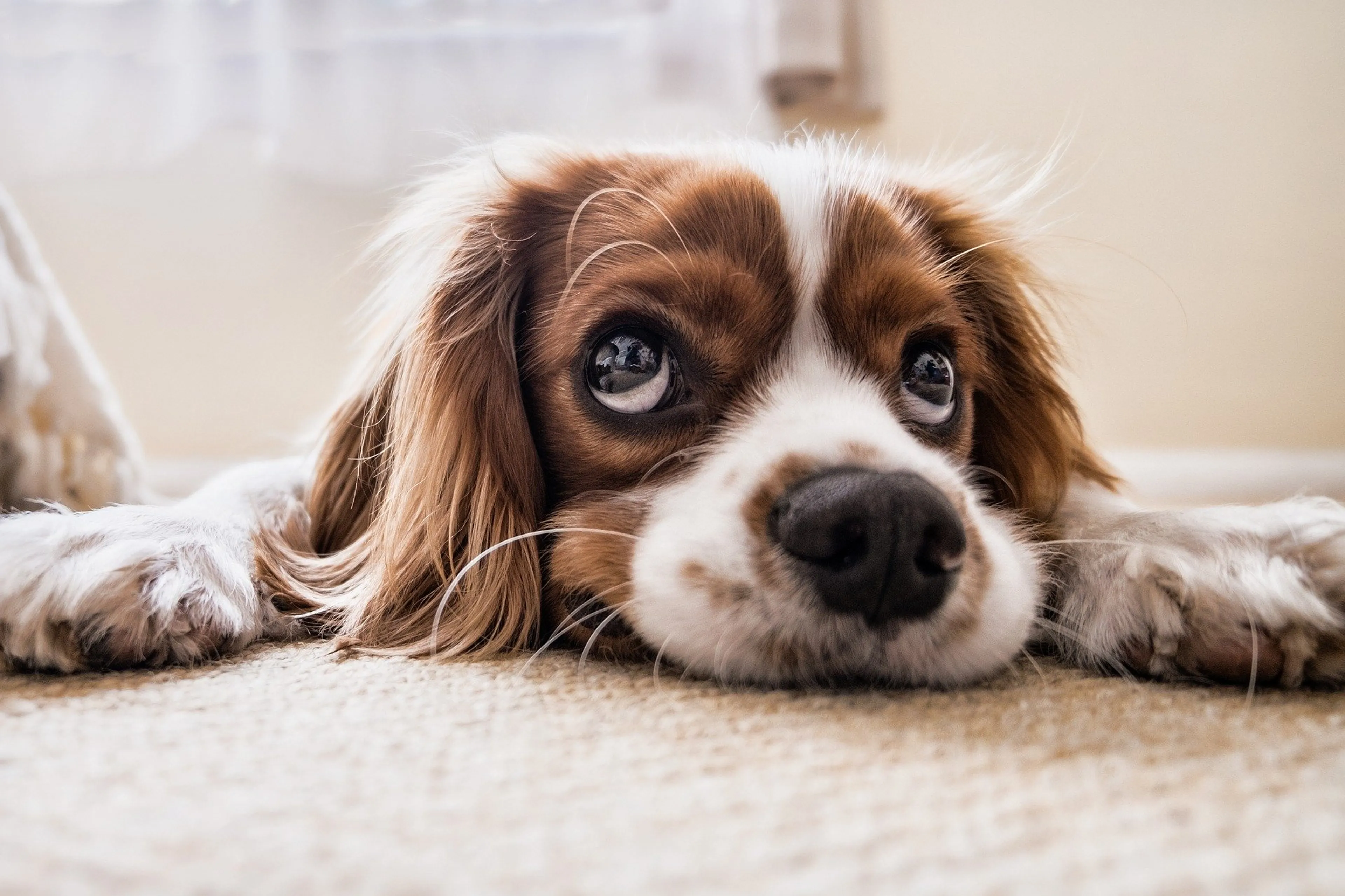 Puppy overreden in Veenendaal, politie zoekt doorrijder