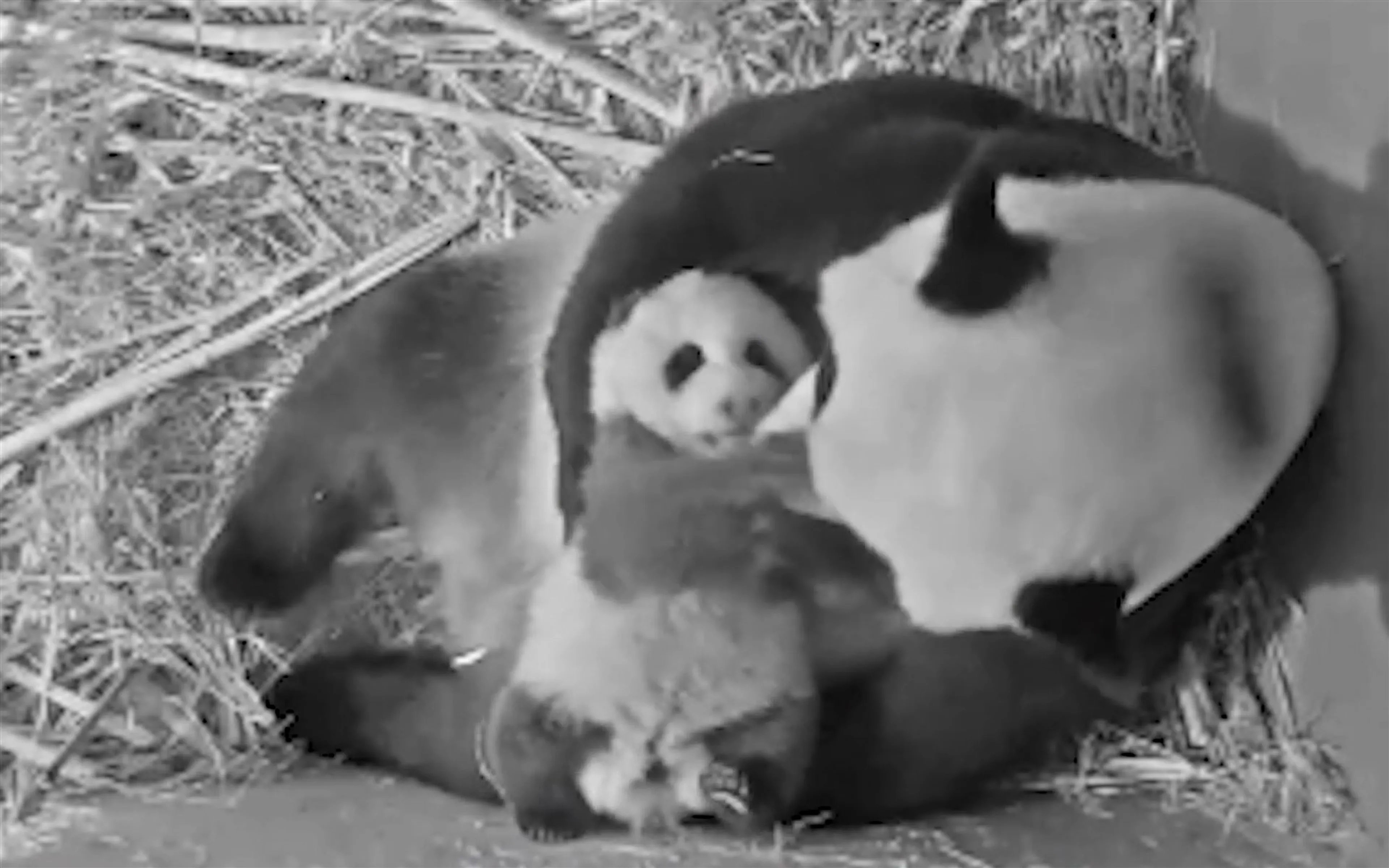 Pandajong Fan Xing blijkt ware krachtpatser en zet zijn eerste stapjes