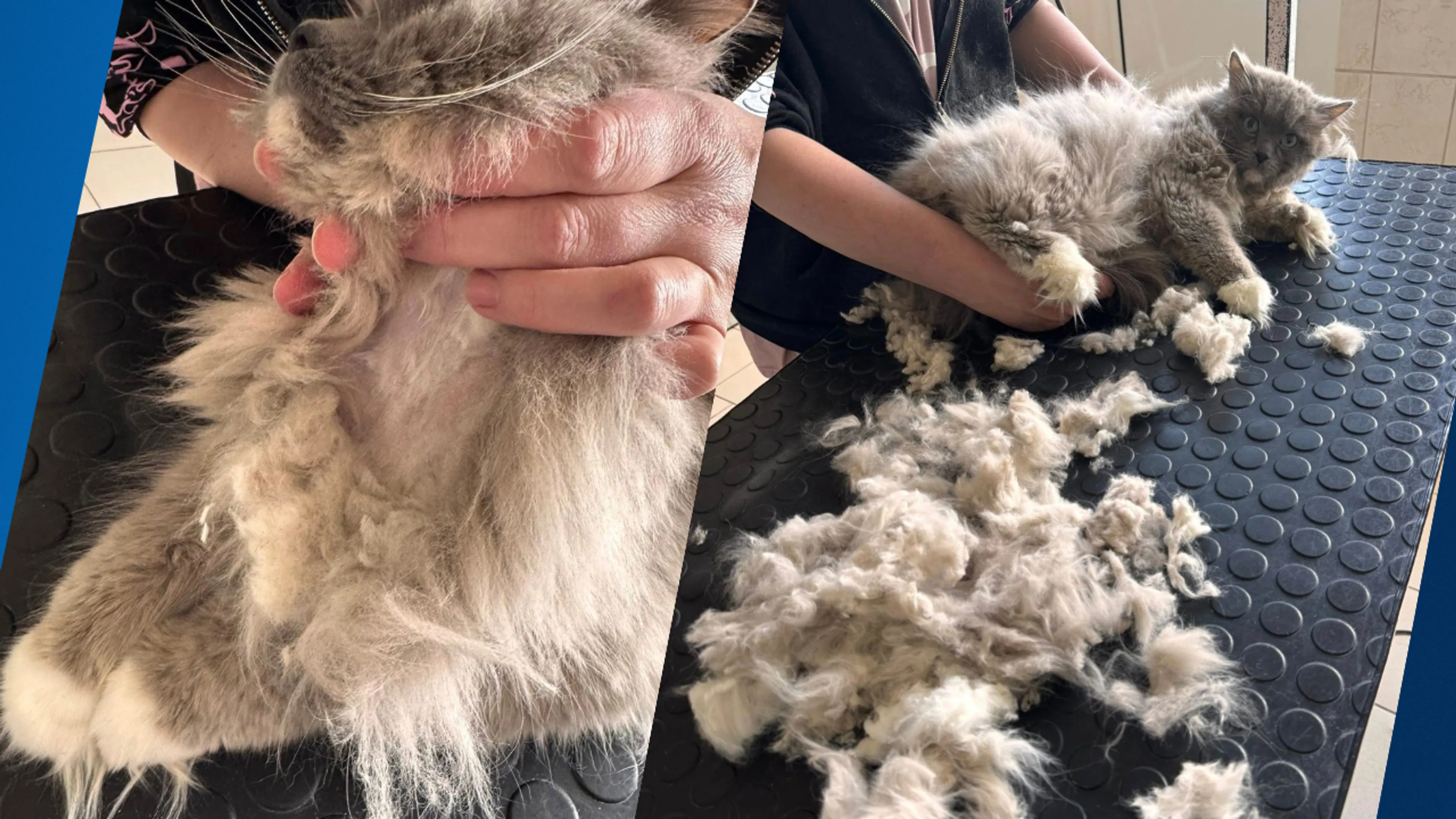 'Diep triest': twee verwaarloosde katten achtergelaten in reismandjes