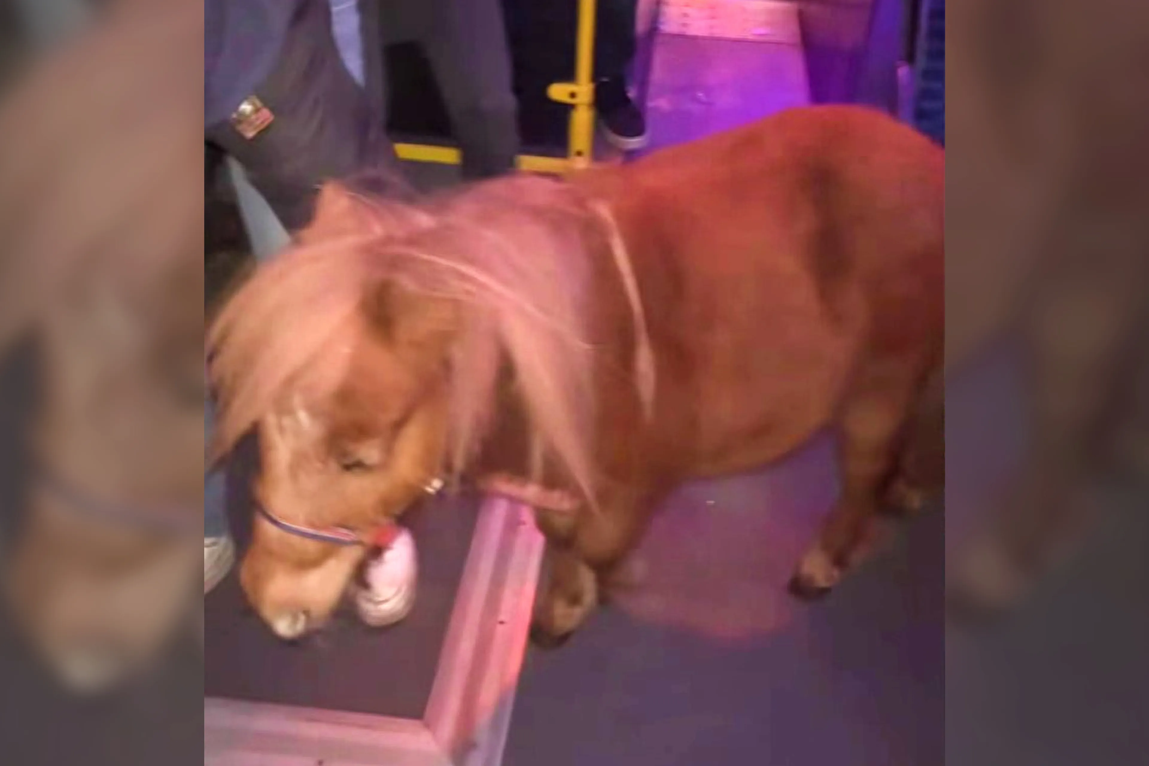 Jongeren in Zuidlaren kopen pony en nemen dier mee in nachtbus