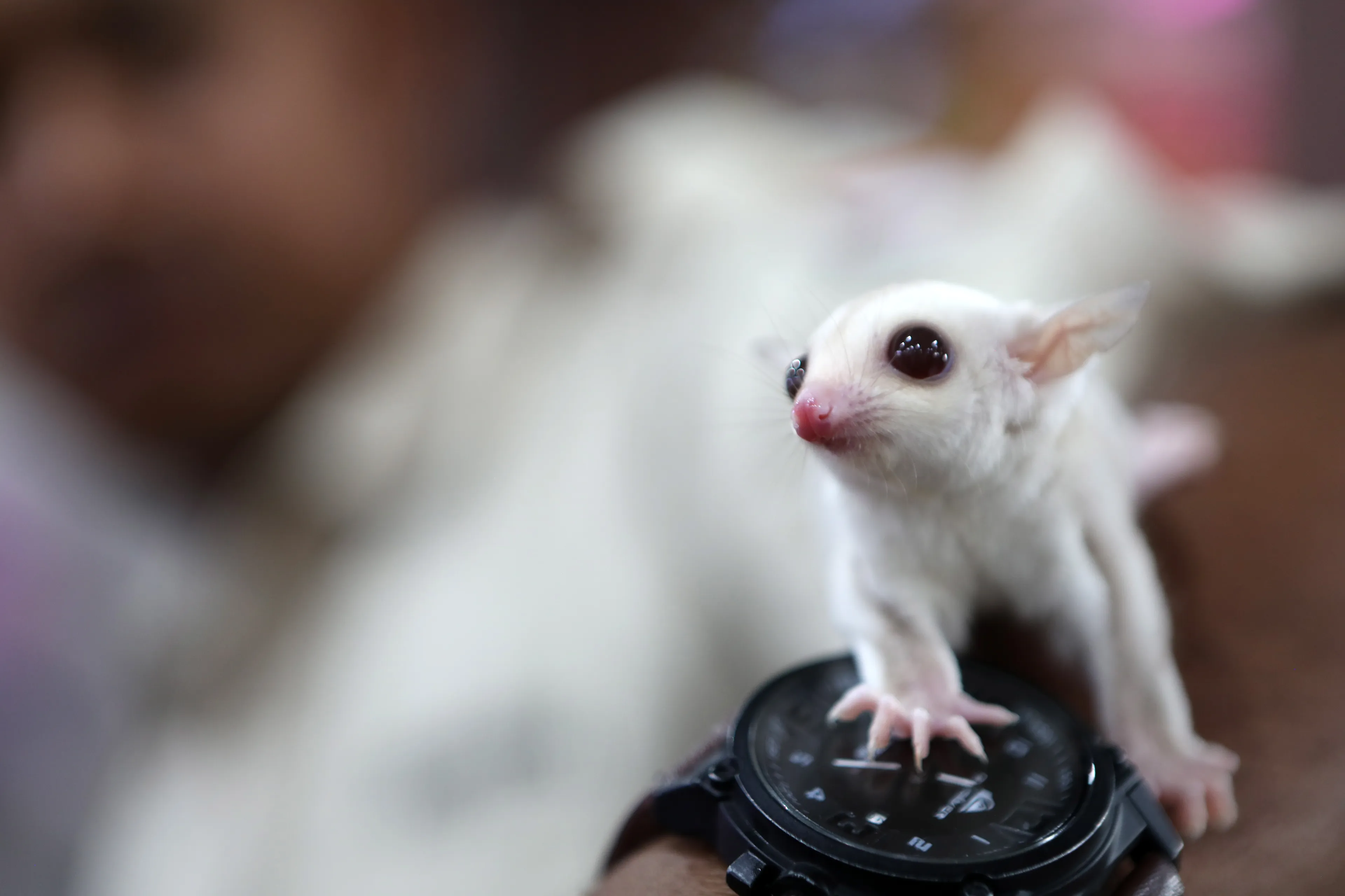 Vorig jaar meer exotische dieren in nood, vooral veel 'vliegeekhoorns'