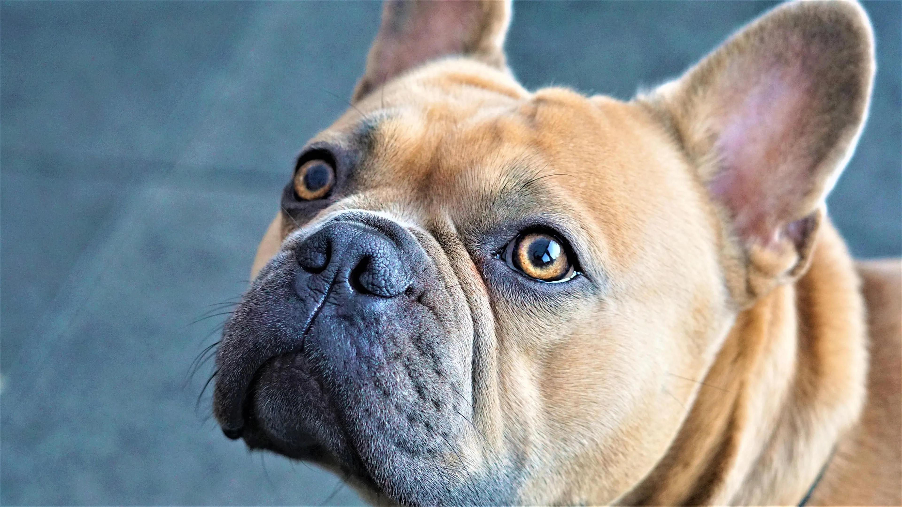 Maximale boete voor fokker van Franse bulldogs