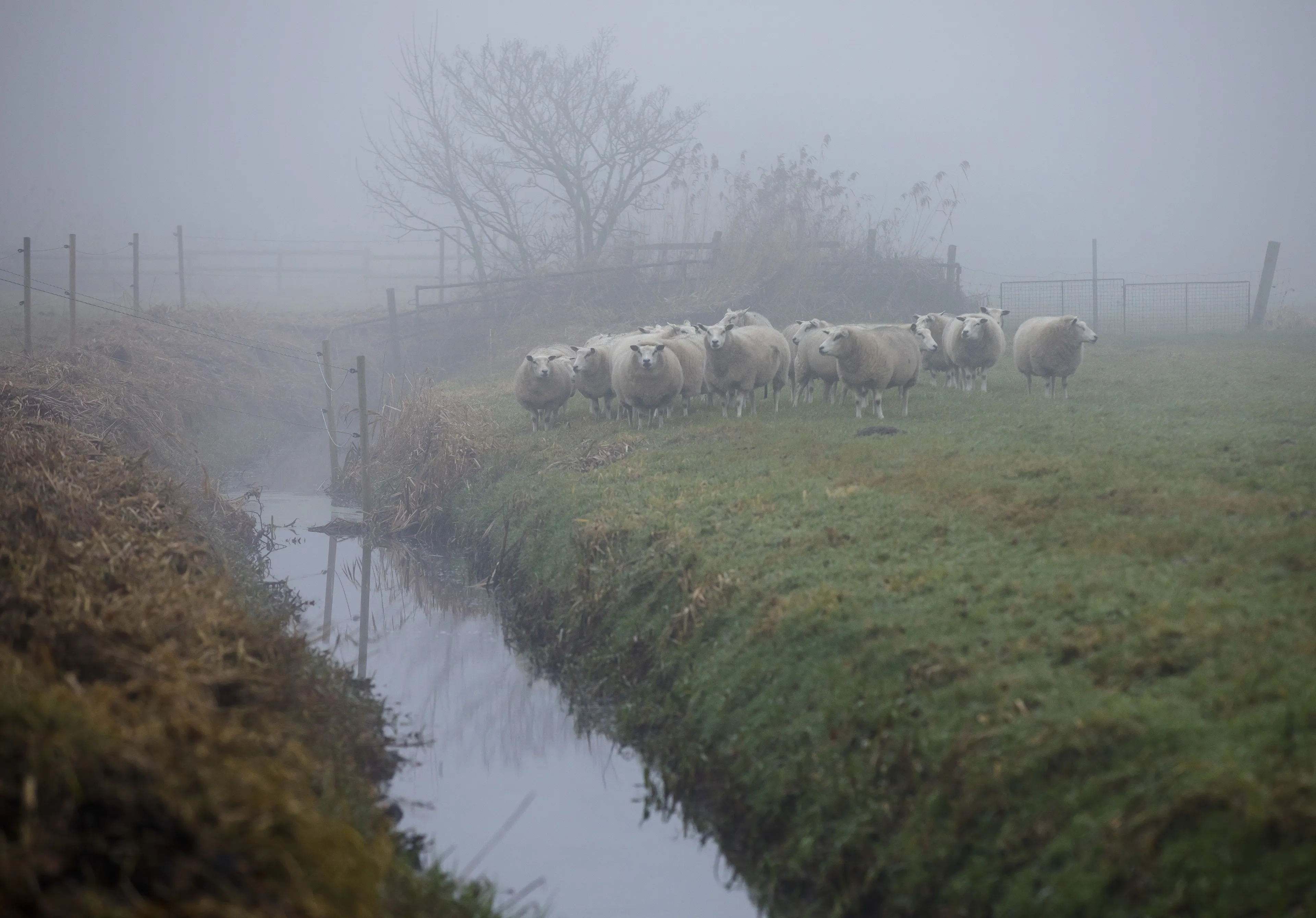 Woensdag regen en mist, dit weekend kou en zelfs kans op sneeuw