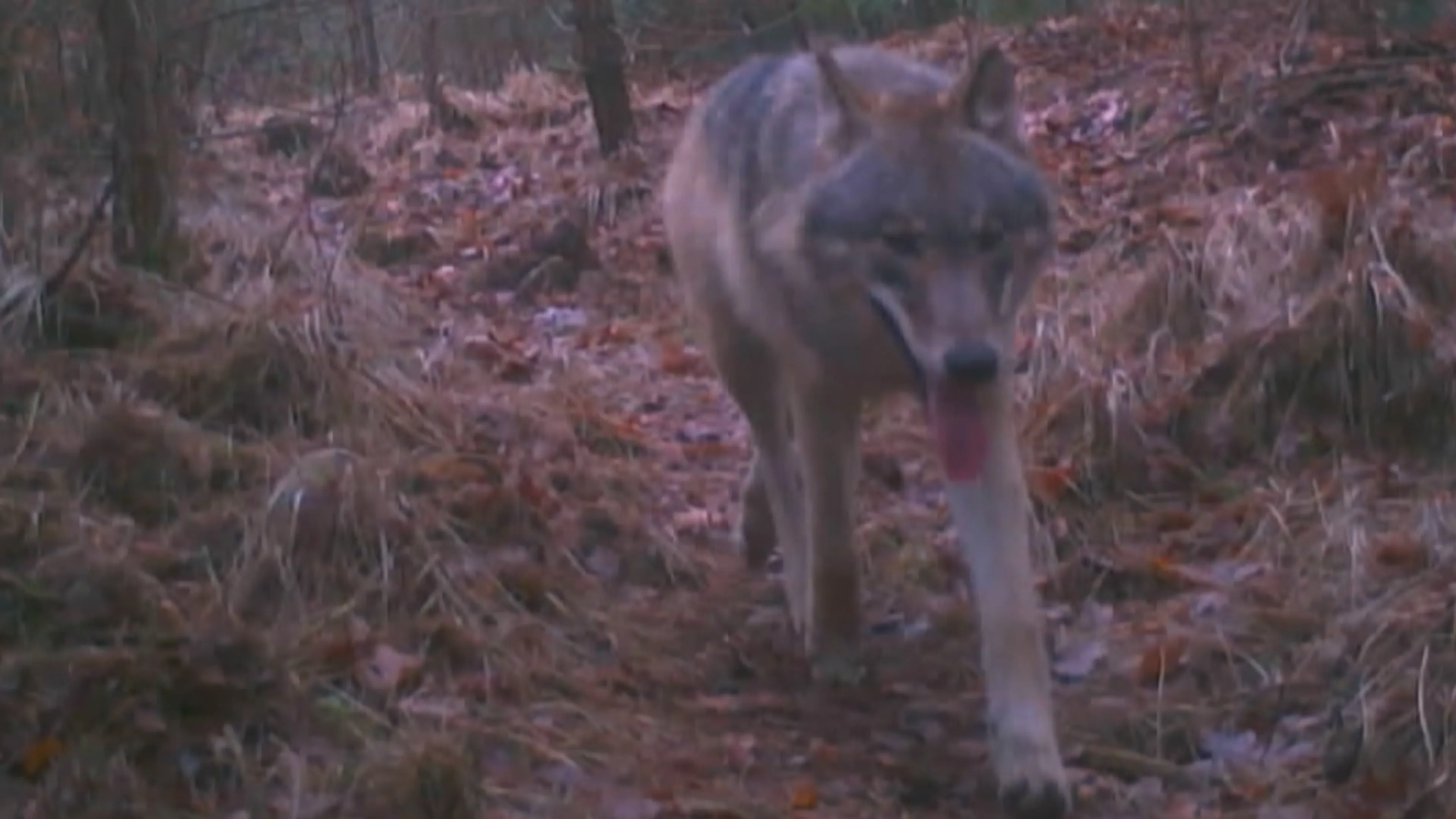 Wolfjes op de Veluwe groeien als kool