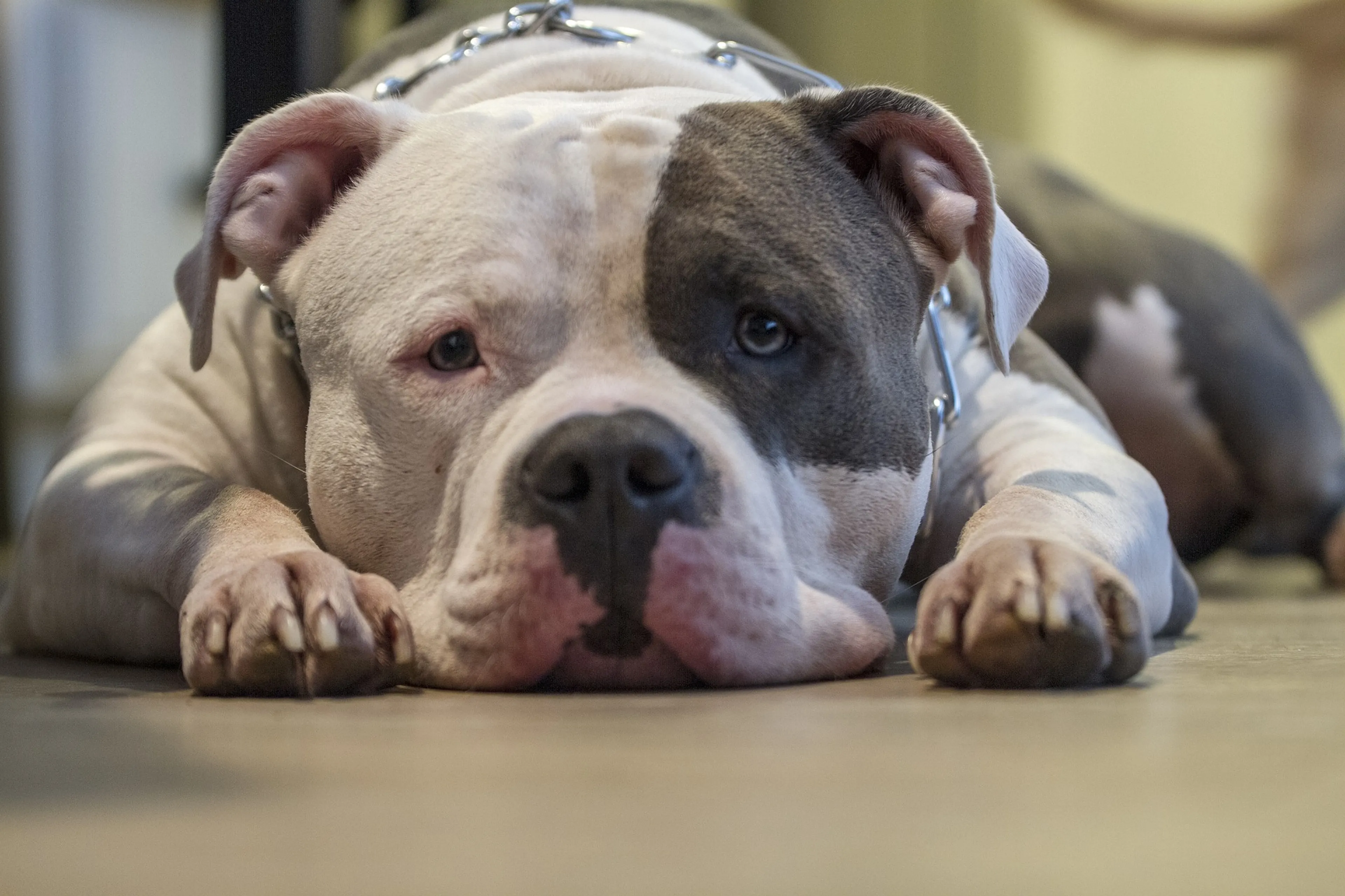 Hond geslagen en geschopt door gezin met kinderen, dierenpolitie grijpt in