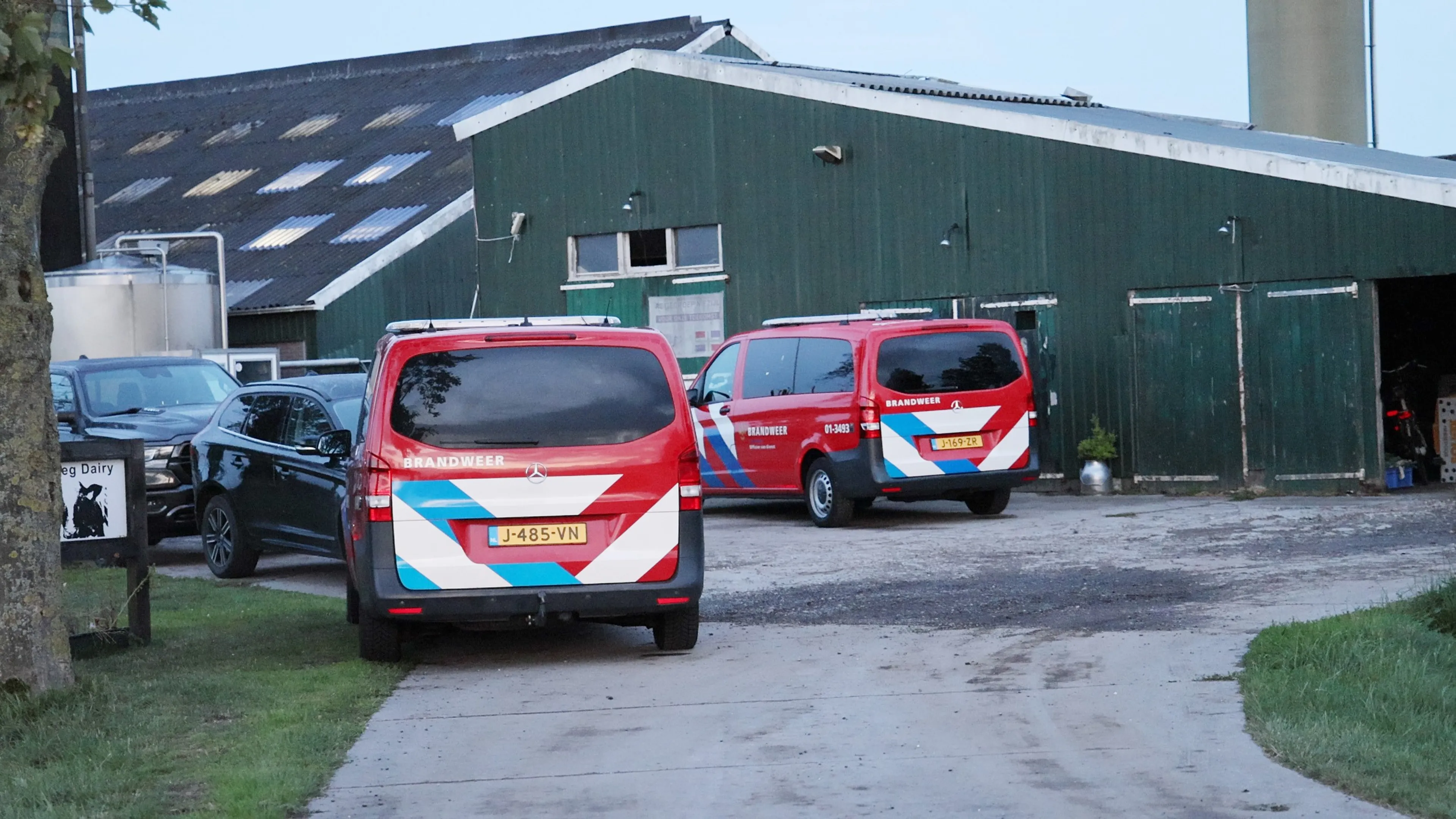 Negentien koeien sterven op mysterieuze wijze in Groningse Adorp