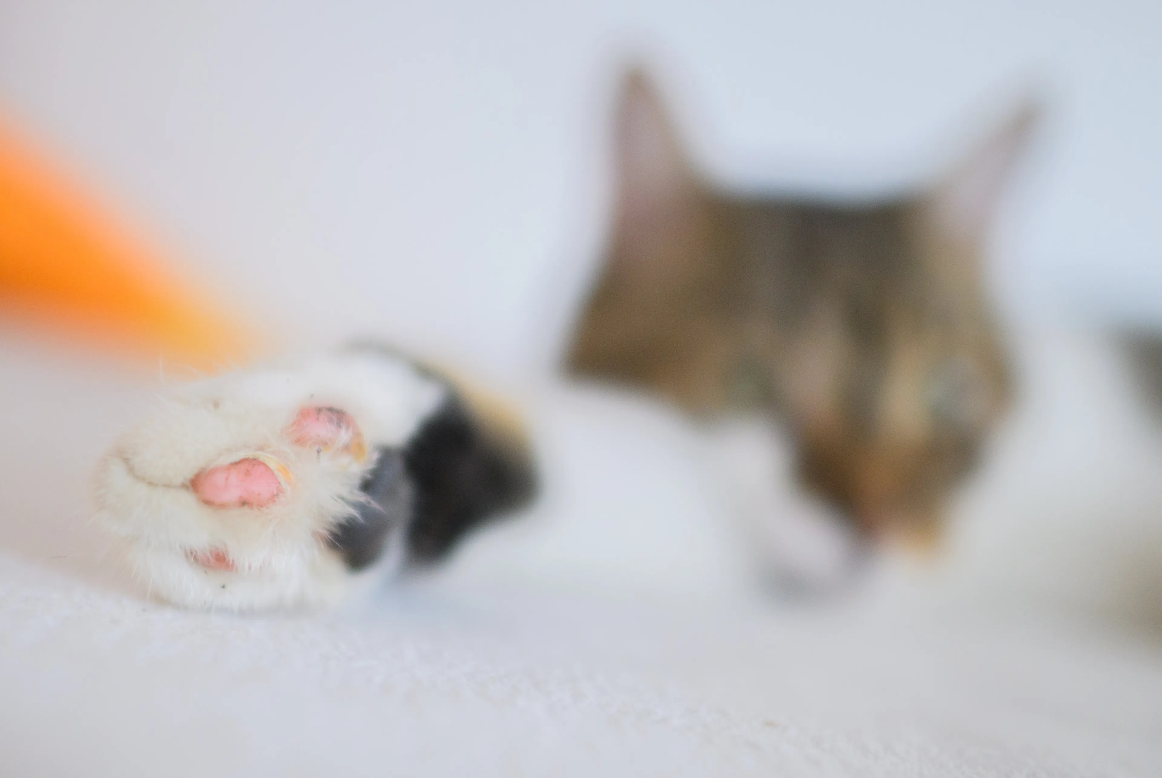Wereld Kattendag: jullie leukste kattenfilmpjes op een rij