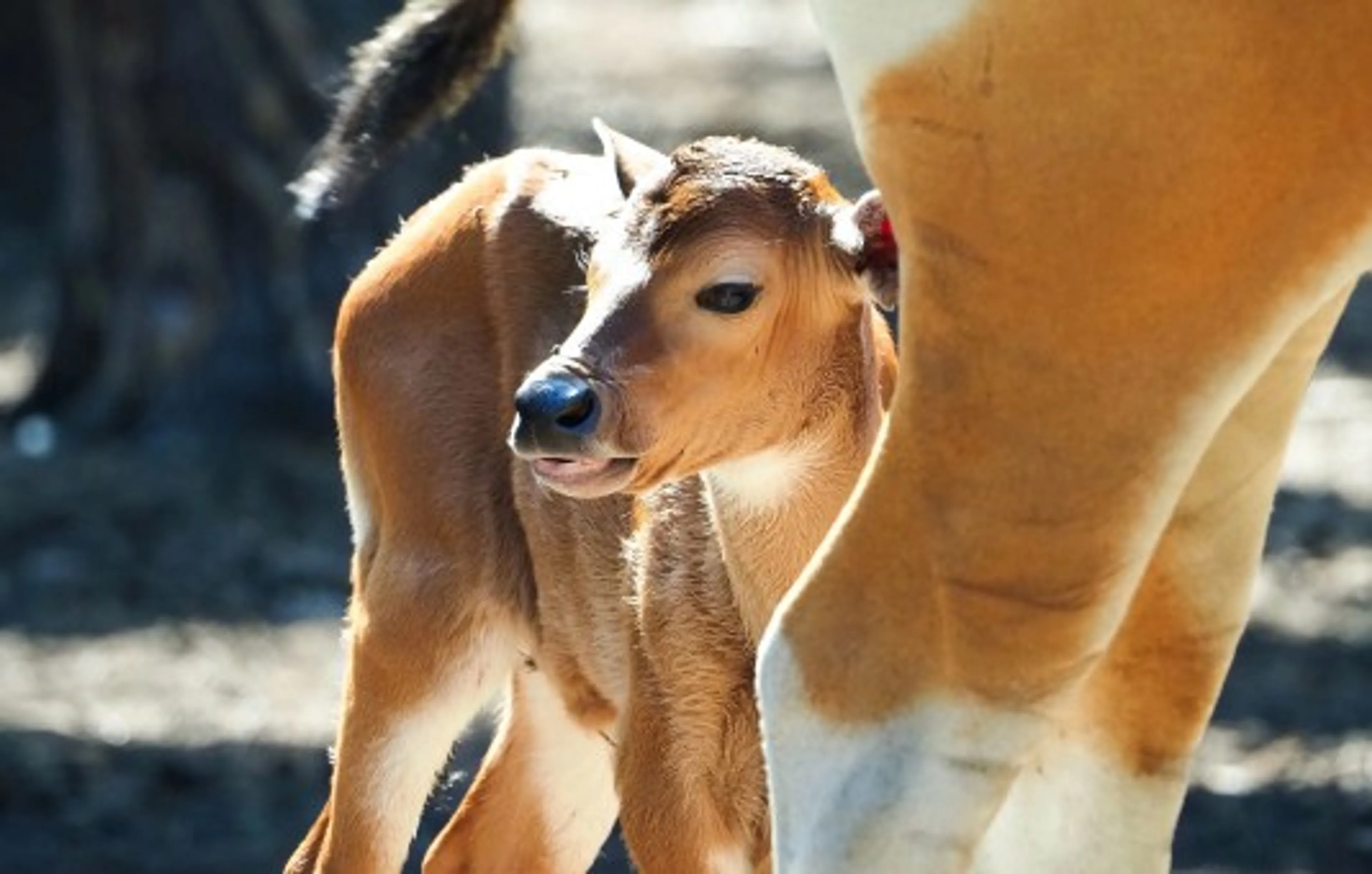 Zeldzame banteng geboren in Safaripark Beekse Bergen
