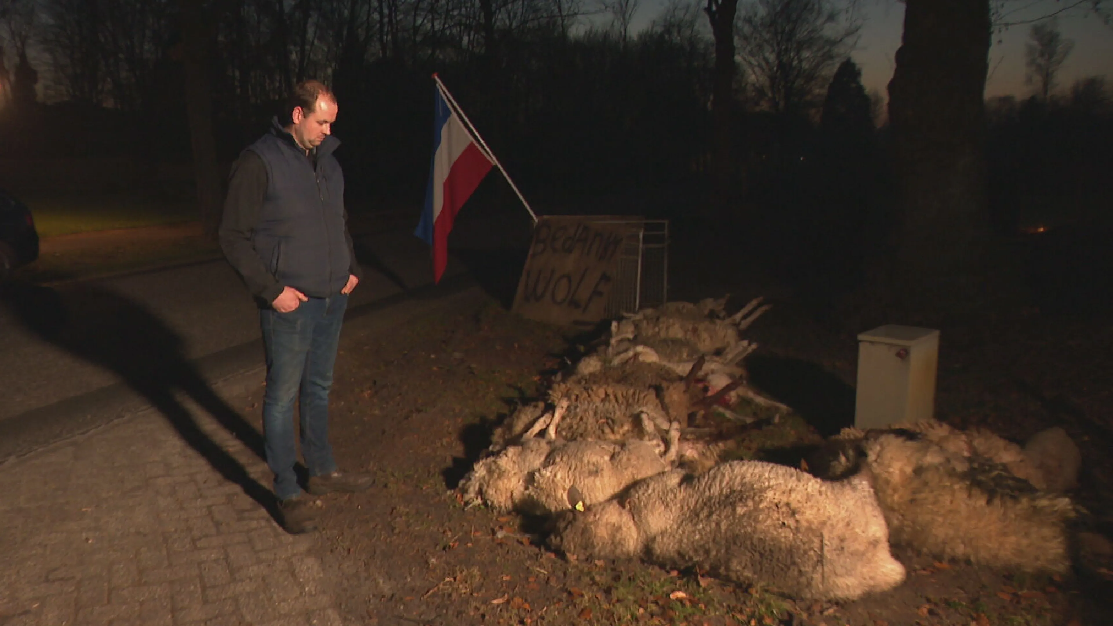 Provincies willen wolf gaan weren, maar voor deze schapenfokker komt het te laat