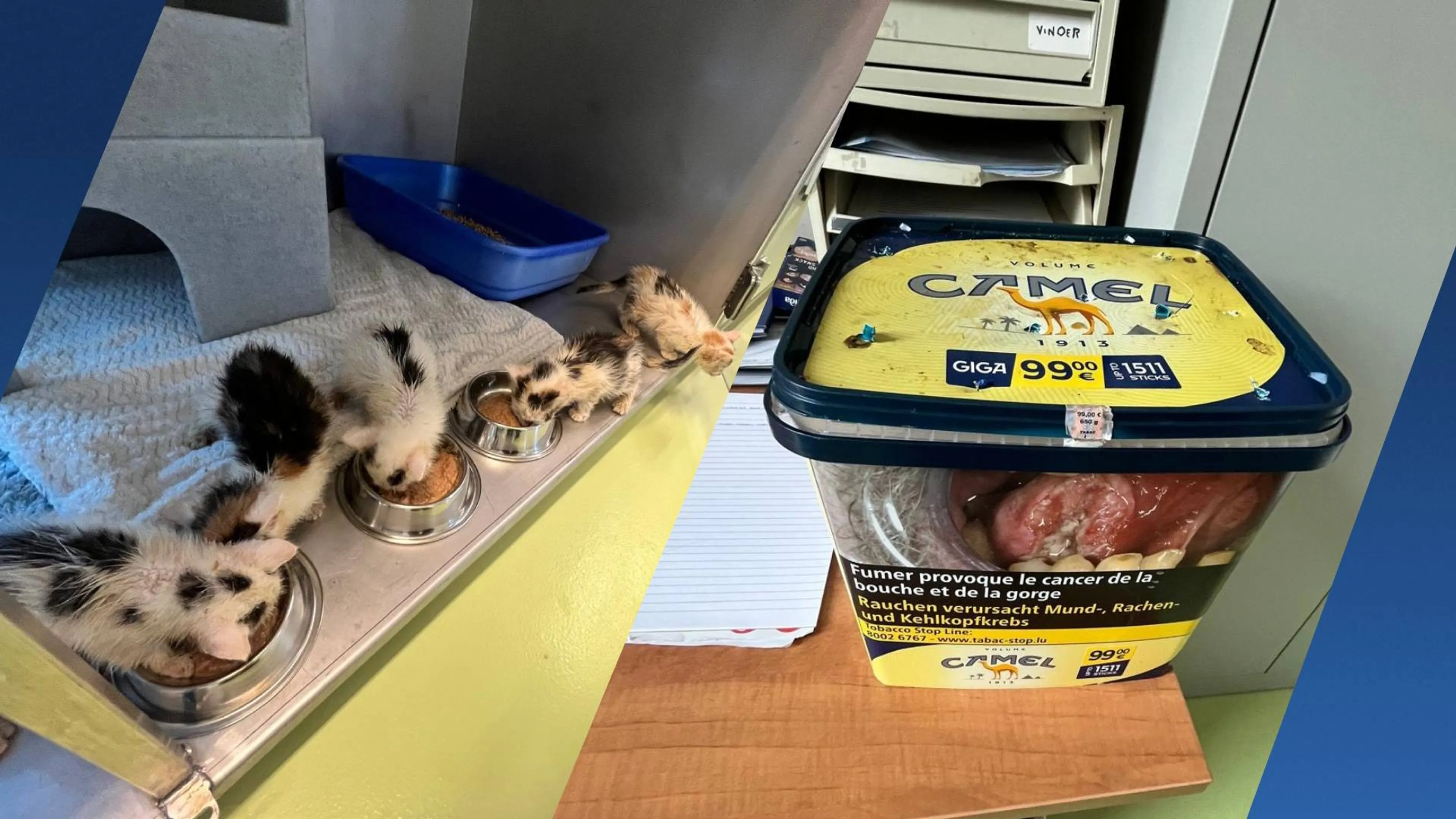 Vijf kittens gedumpt in tabaksdoos in Susteren