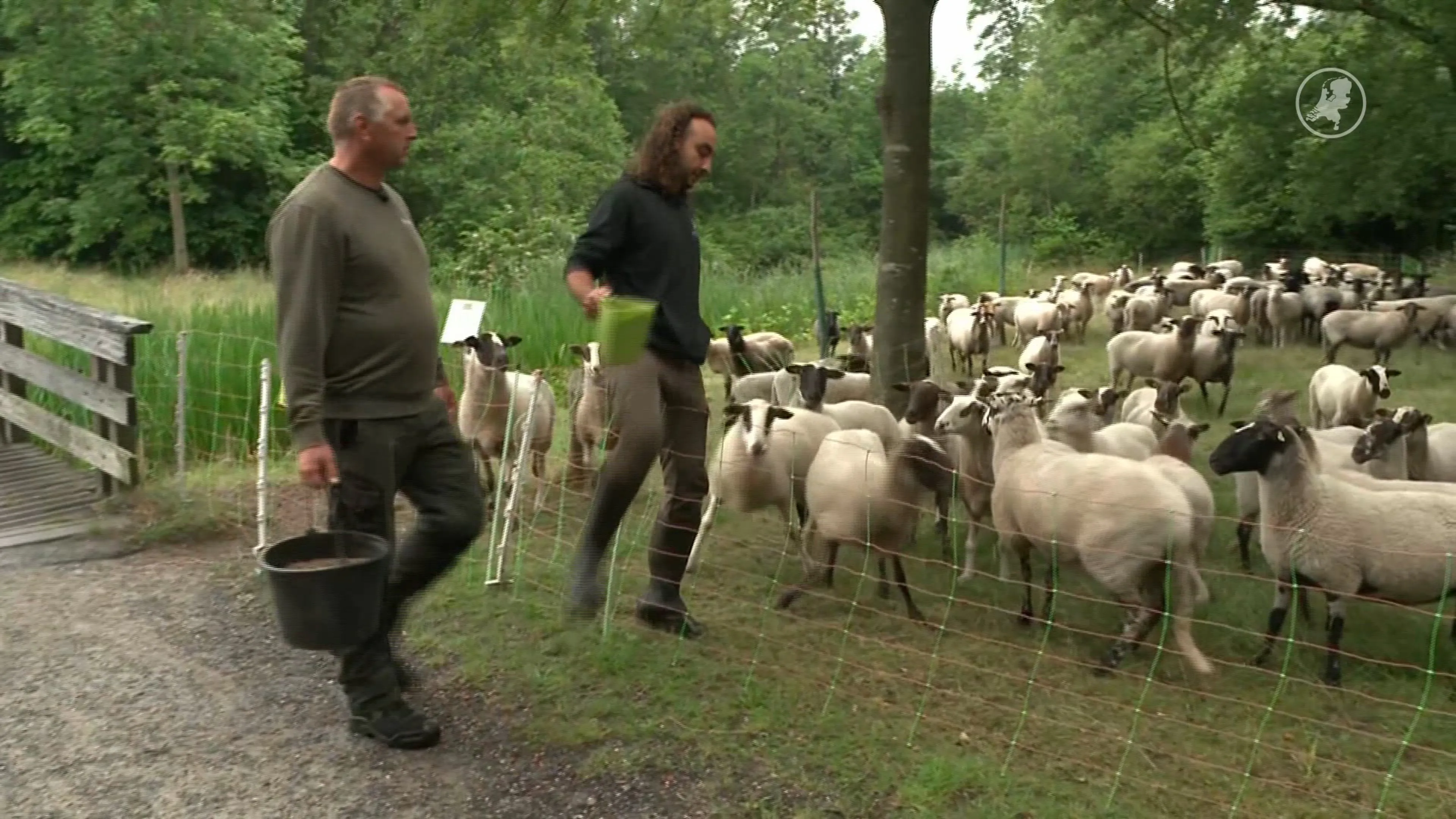 Herders maken zich zorgen om nieuwe Snapchat hype: schapen opjagen