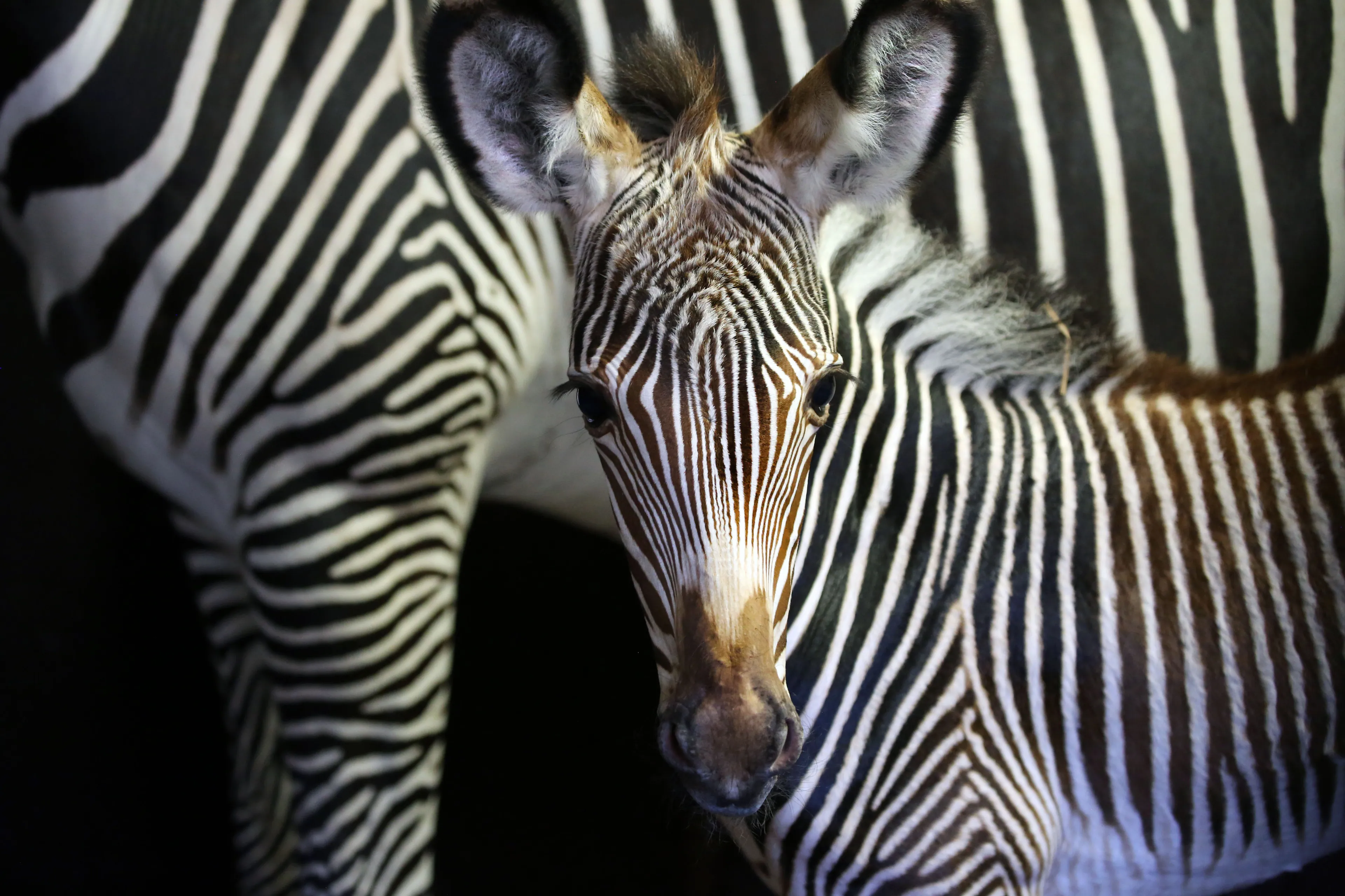 Feest in ARTIS, dierentuin verwelkomt zeldzame Grévy-zebra